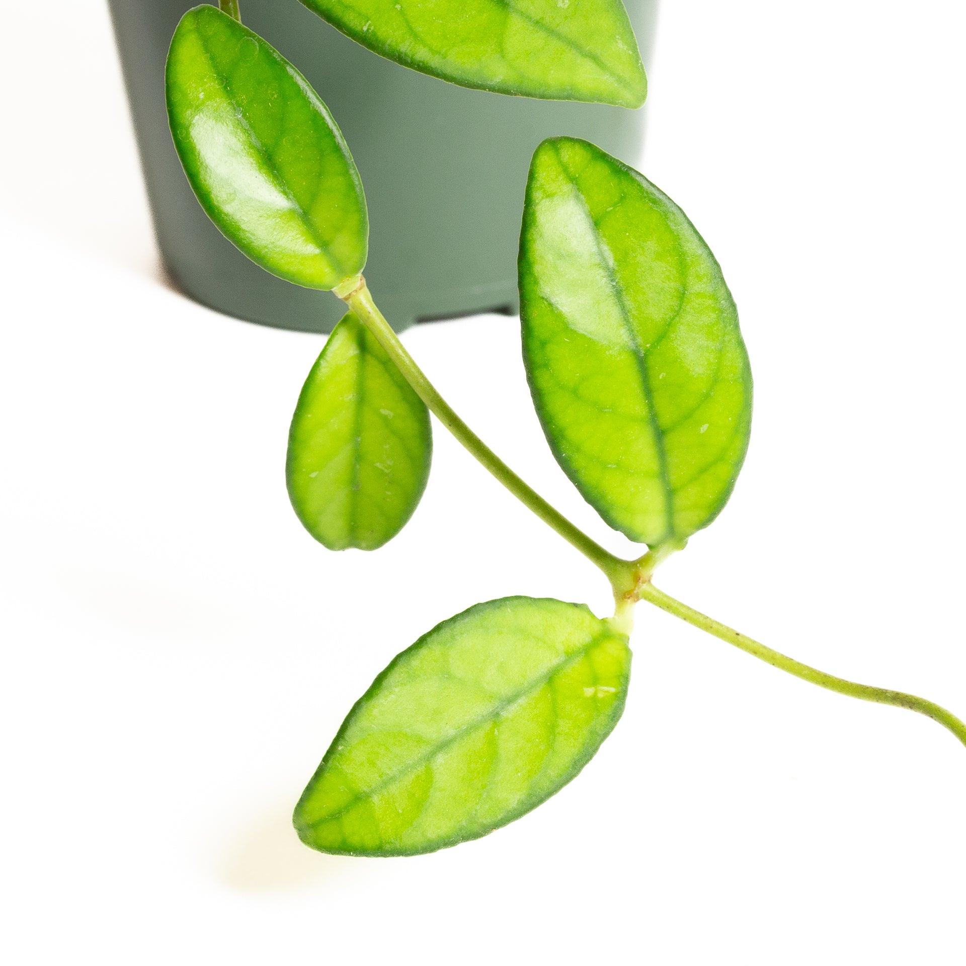 Hoya 'Crassipetiolata' 4" - Urban Sprouts