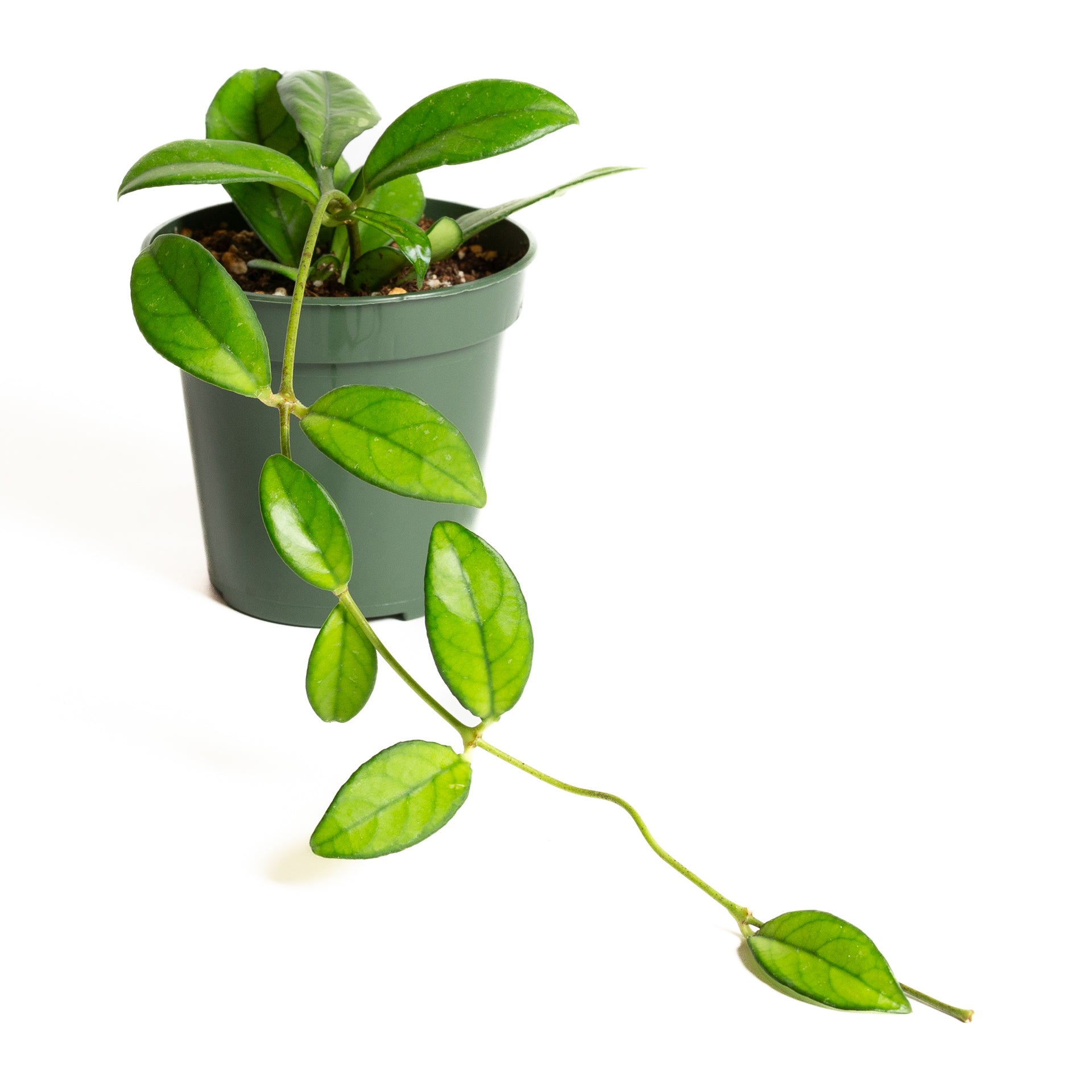 Hoya 'Crassipetiolata' 4" - Urban Sprouts