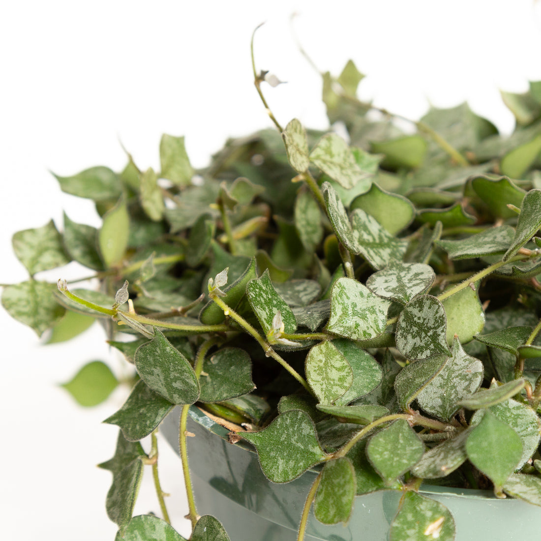 Hoya 'Curtisii' 6" - Urban Sprouts