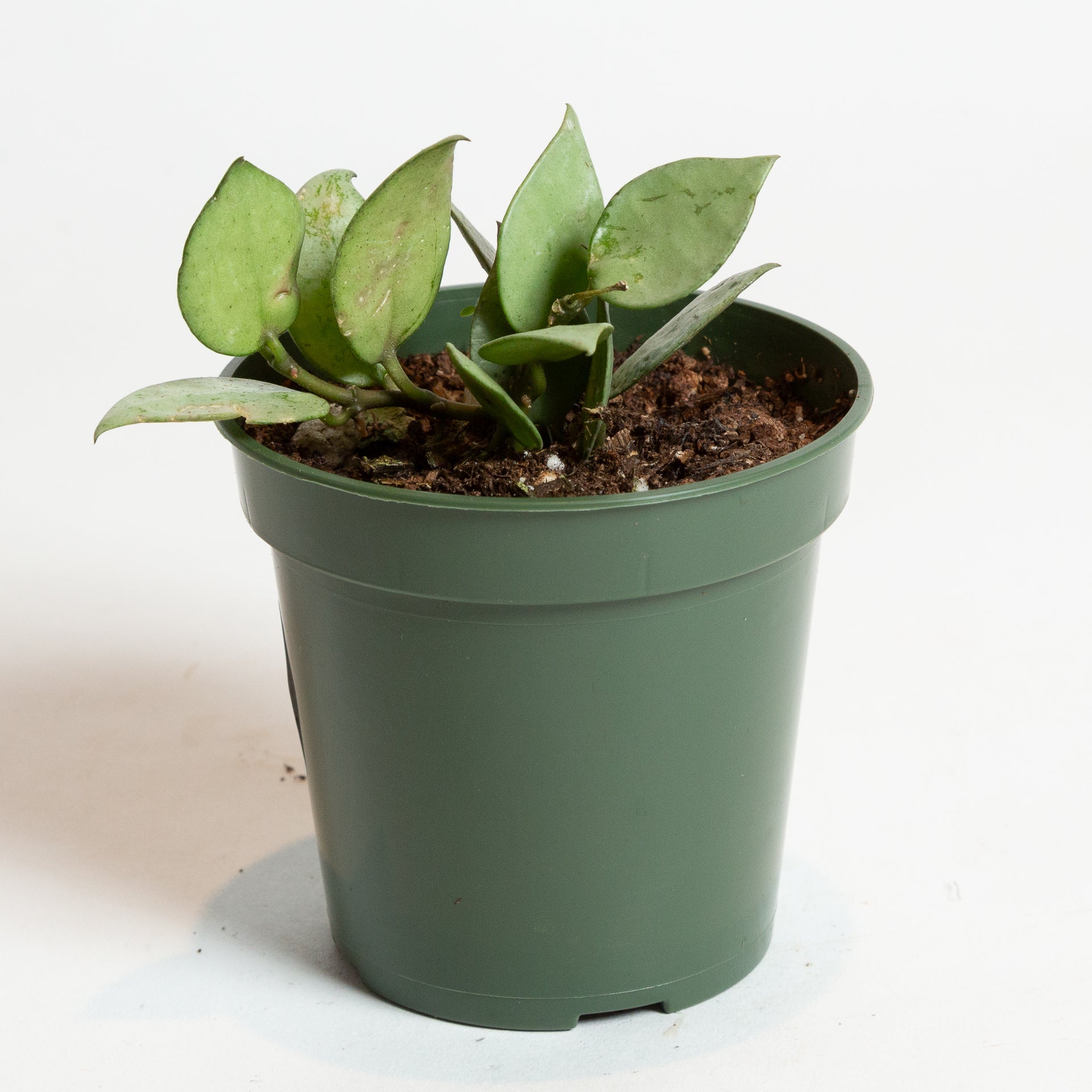 Hoya 'Eskimo' 4" - Urban Sprouts