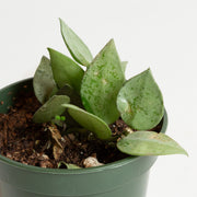 Hoya 'Eskimo' 4" - Urban Sprouts