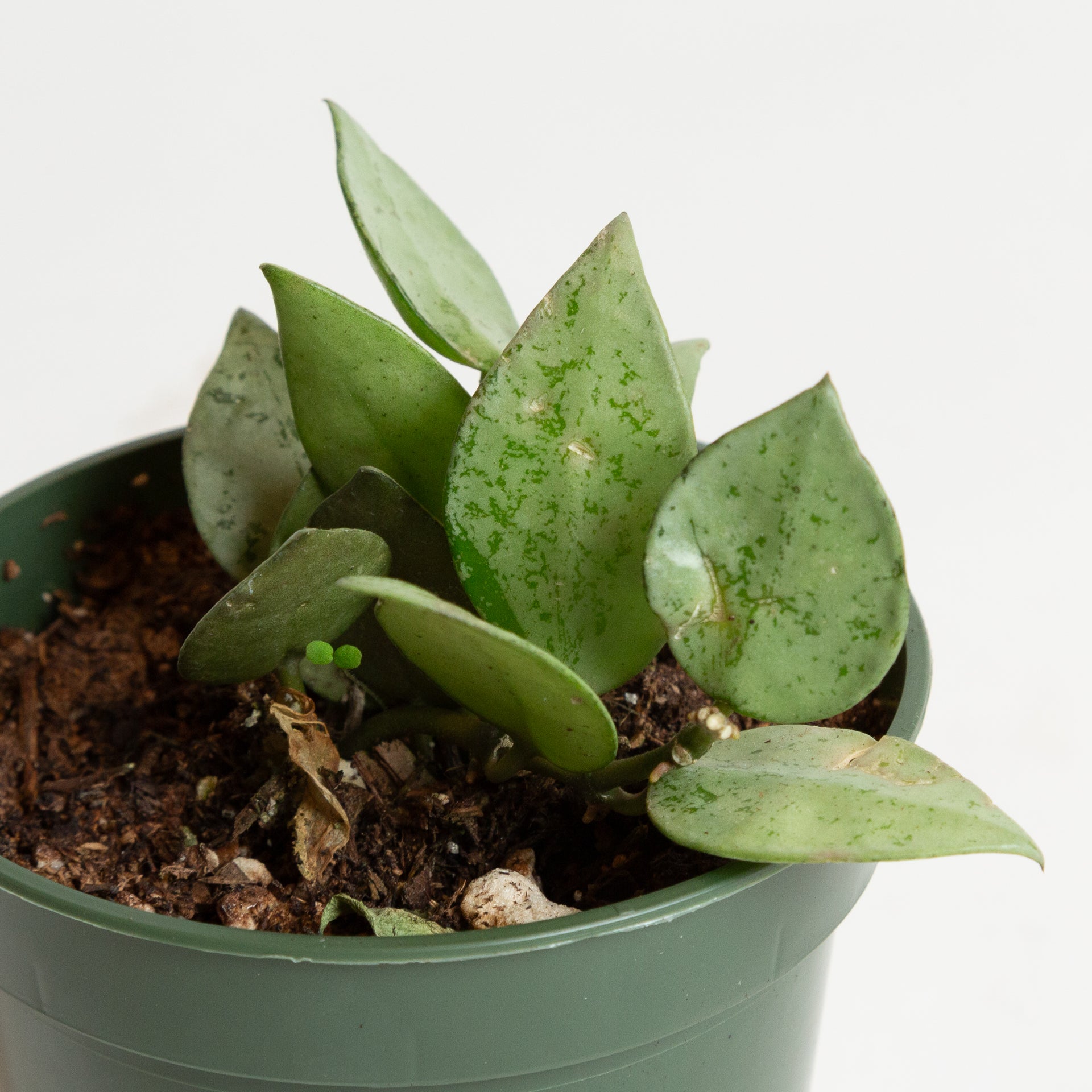 Hoya 'Eskimo' 4" - Urban Sprouts