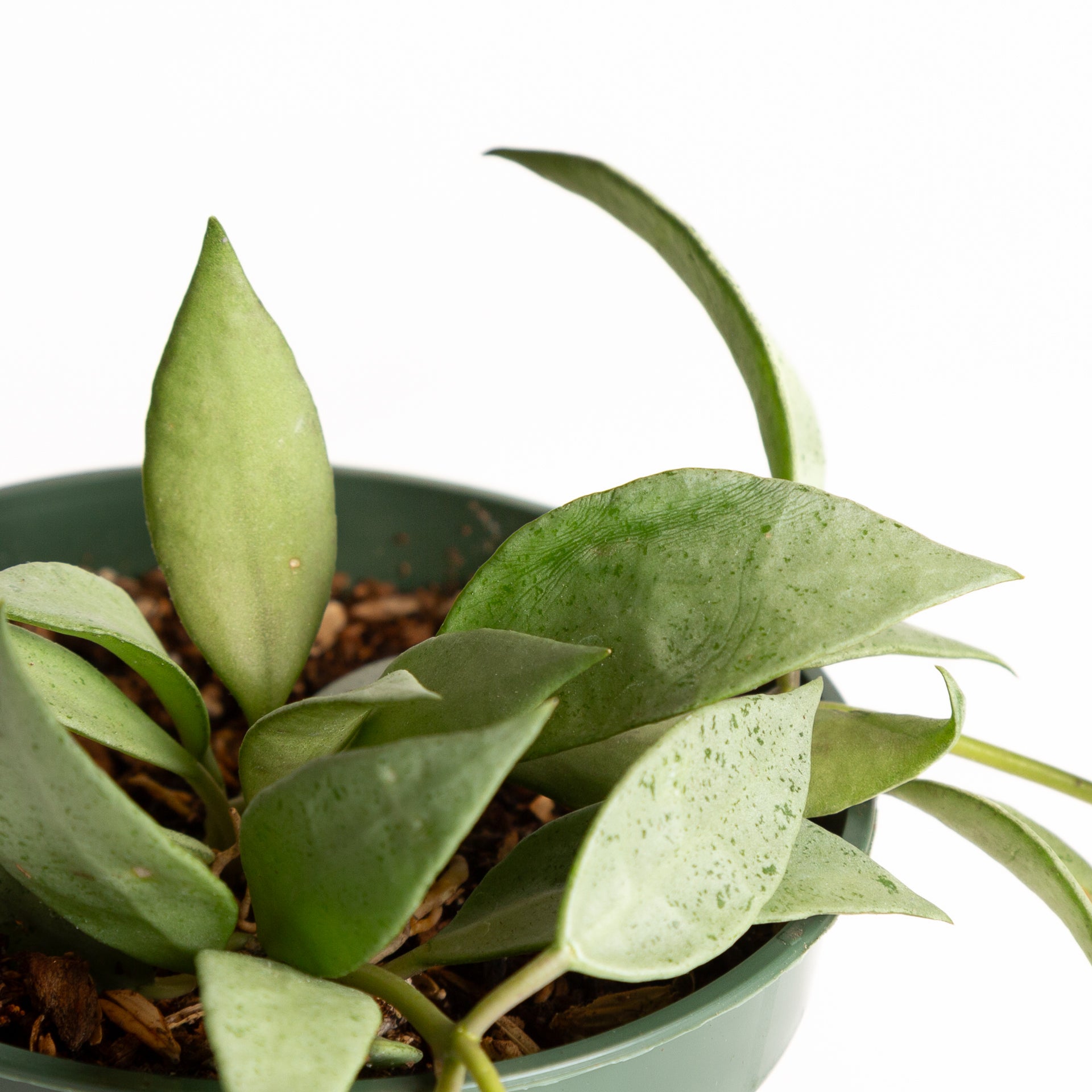 Hoya 'Eskimo' 6" - Urban Sprouts