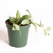 Hoya 'Eskimo' 6" - Urban Sprouts
