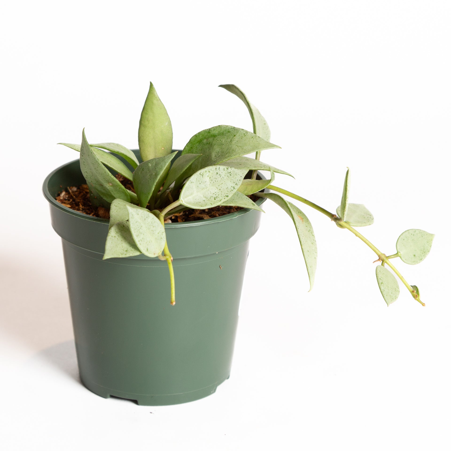 Hoya 'Eskimo' 6" - Urban Sprouts