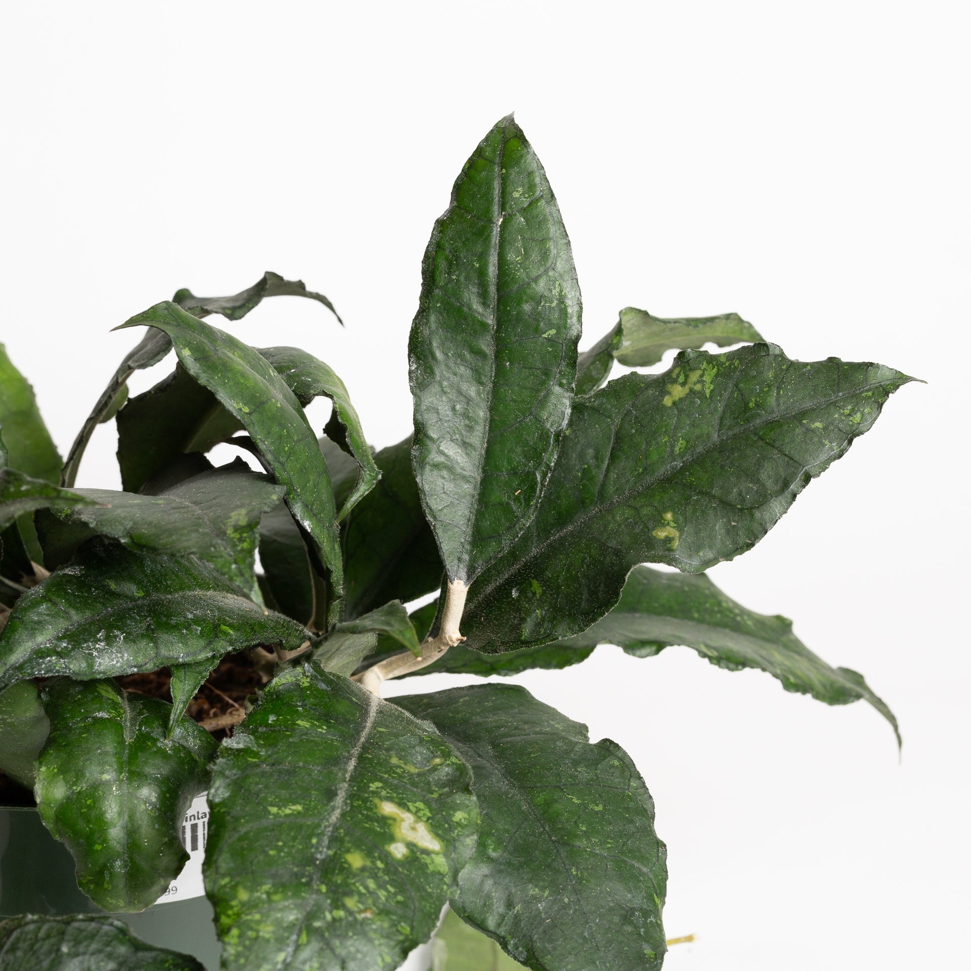 Hoya 'Finlaysonii' 6"