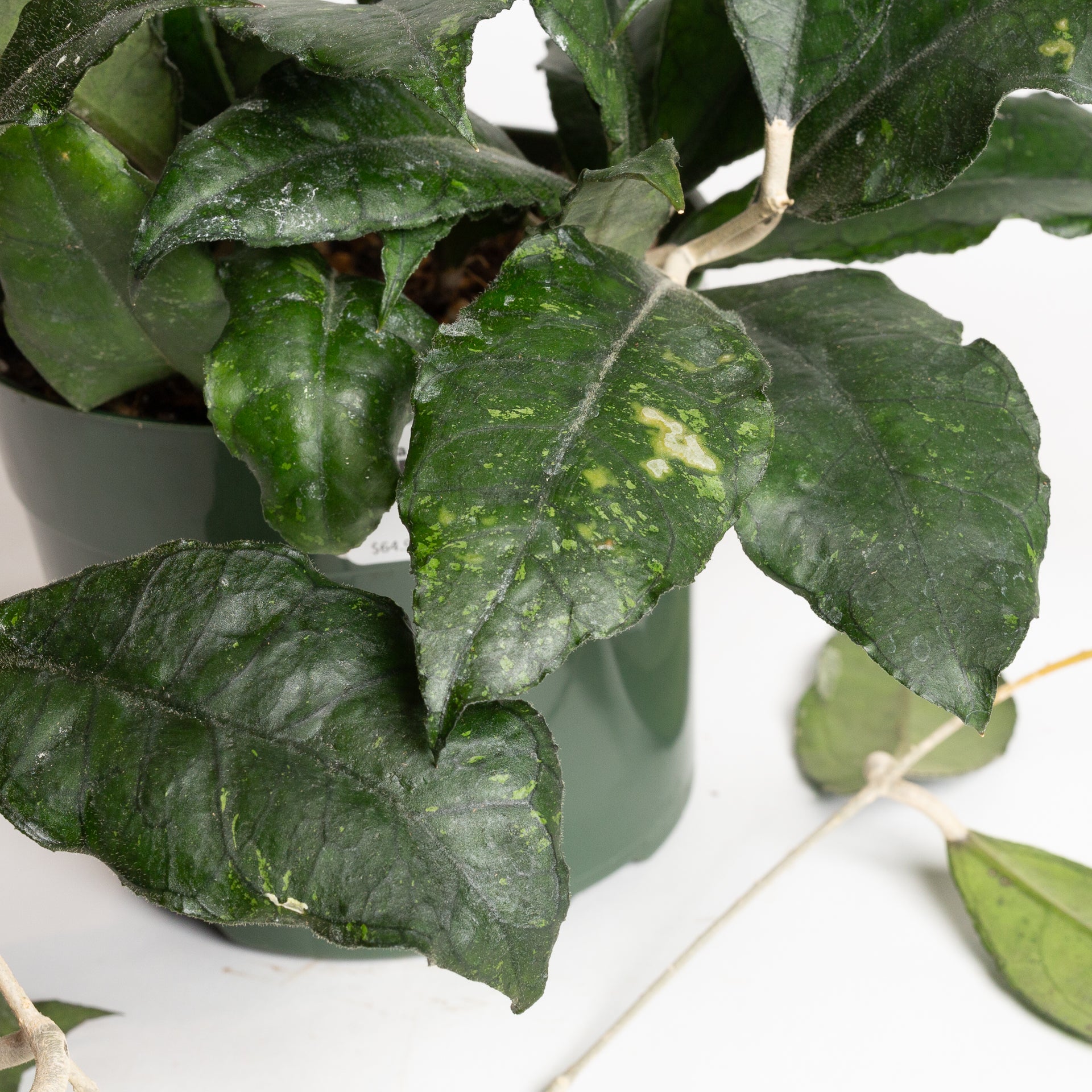 Hoya 'Finlaysonii' 6"