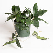 Hoya 'Finlaysonii' 6"