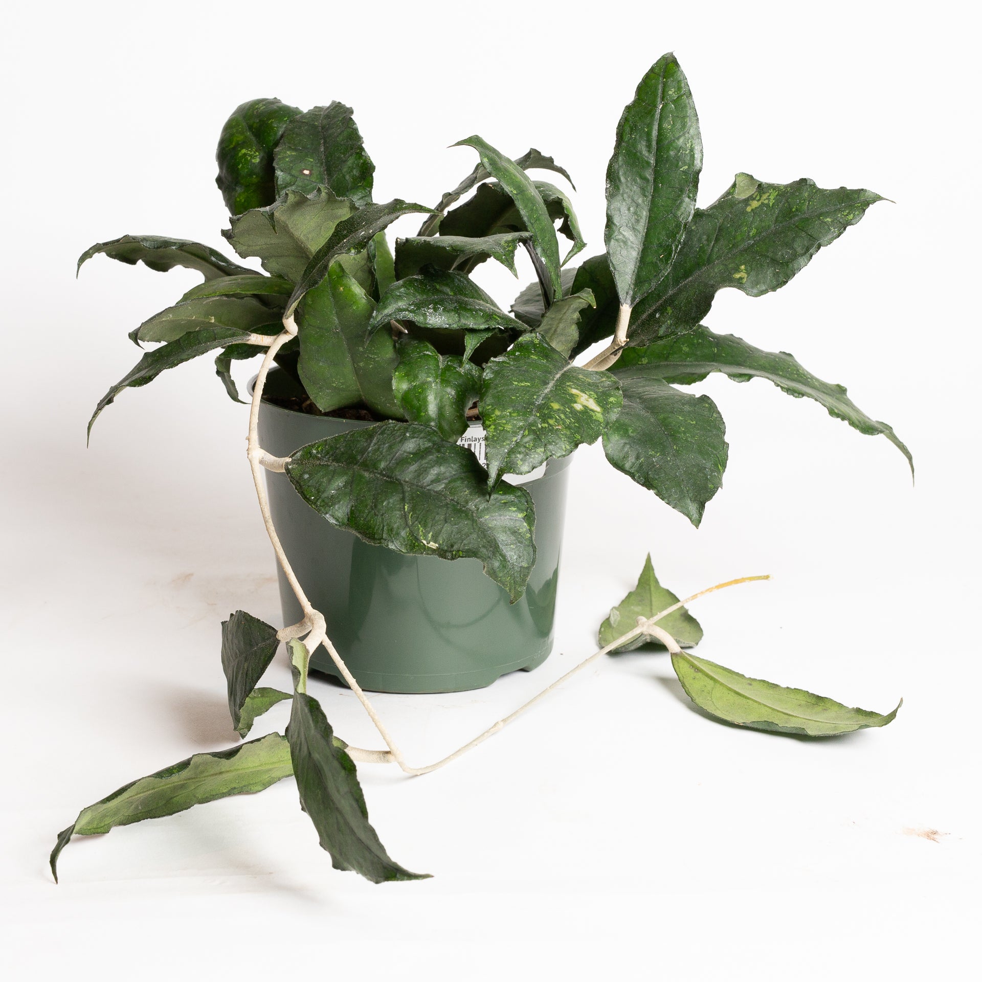 Hoya 'Finlaysonii' 6"