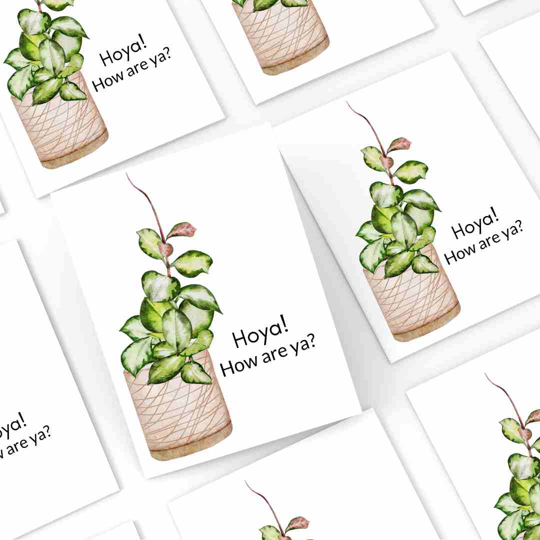 Hoya How Are Ya? - Blank Greeting Card - Urban Sprouts