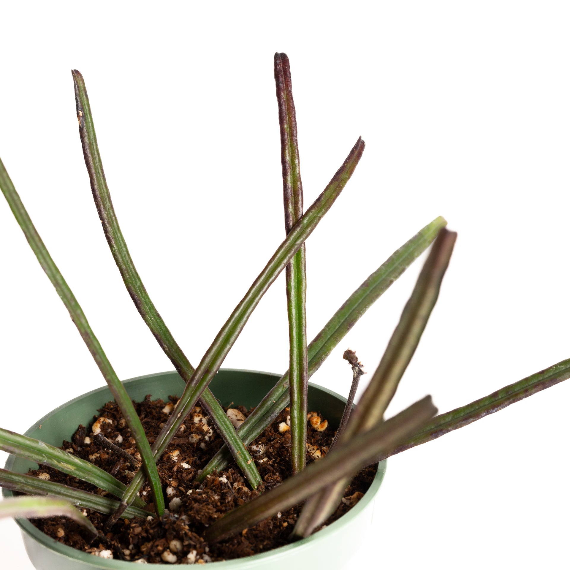 Hoya 'Insularis' 4" - Urban Sprouts