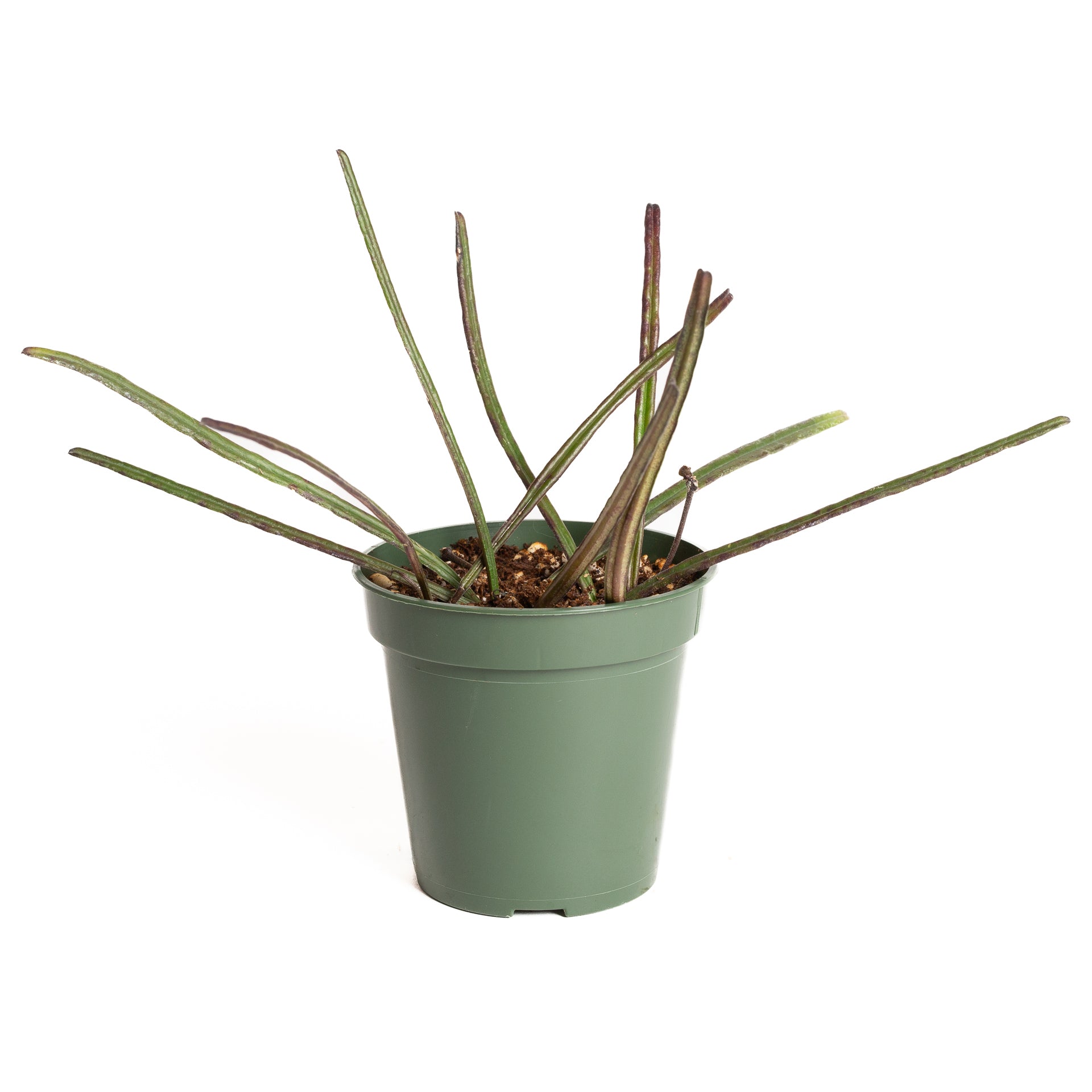 Hoya 'Insularis' 4" - Urban Sprouts