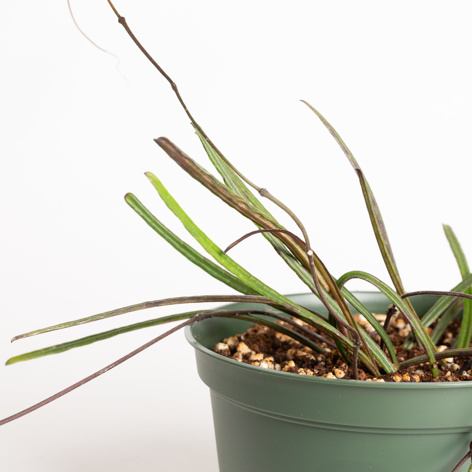 Hoya 'Insularis' 6" - Urban Sprouts