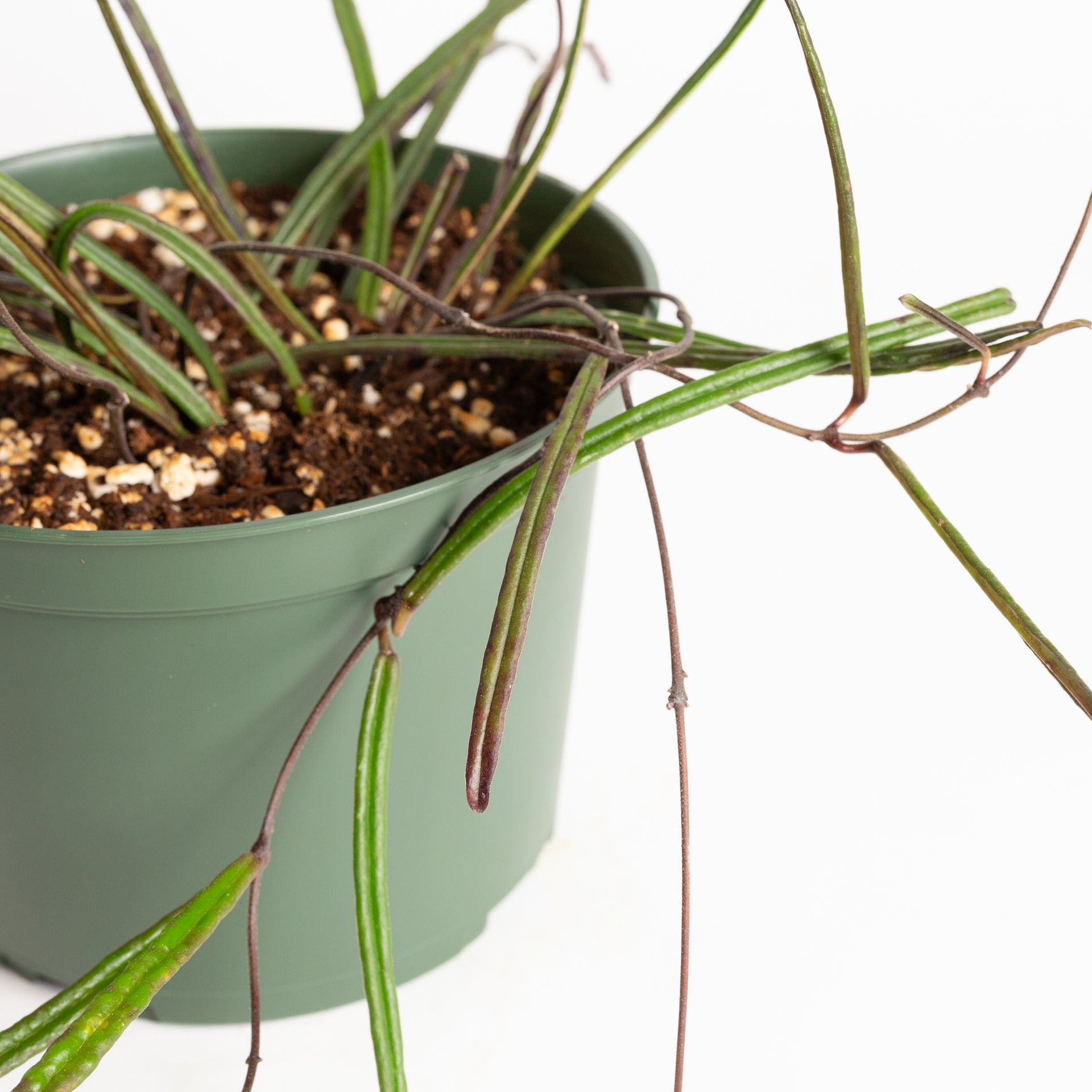 Hoya 'Insularis' 6" - Urban Sprouts