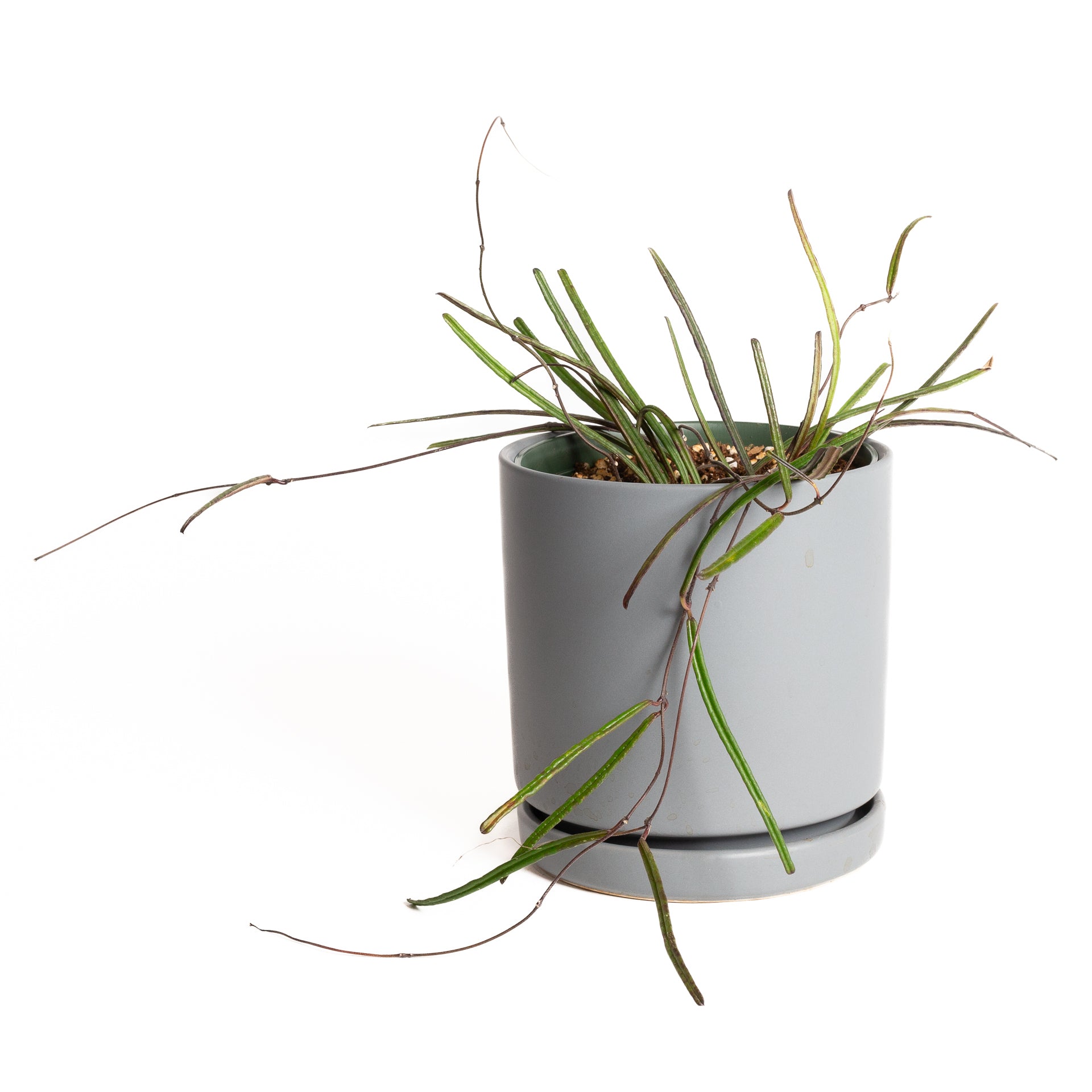 Hoya 'Insularis' 6" - Urban Sprouts