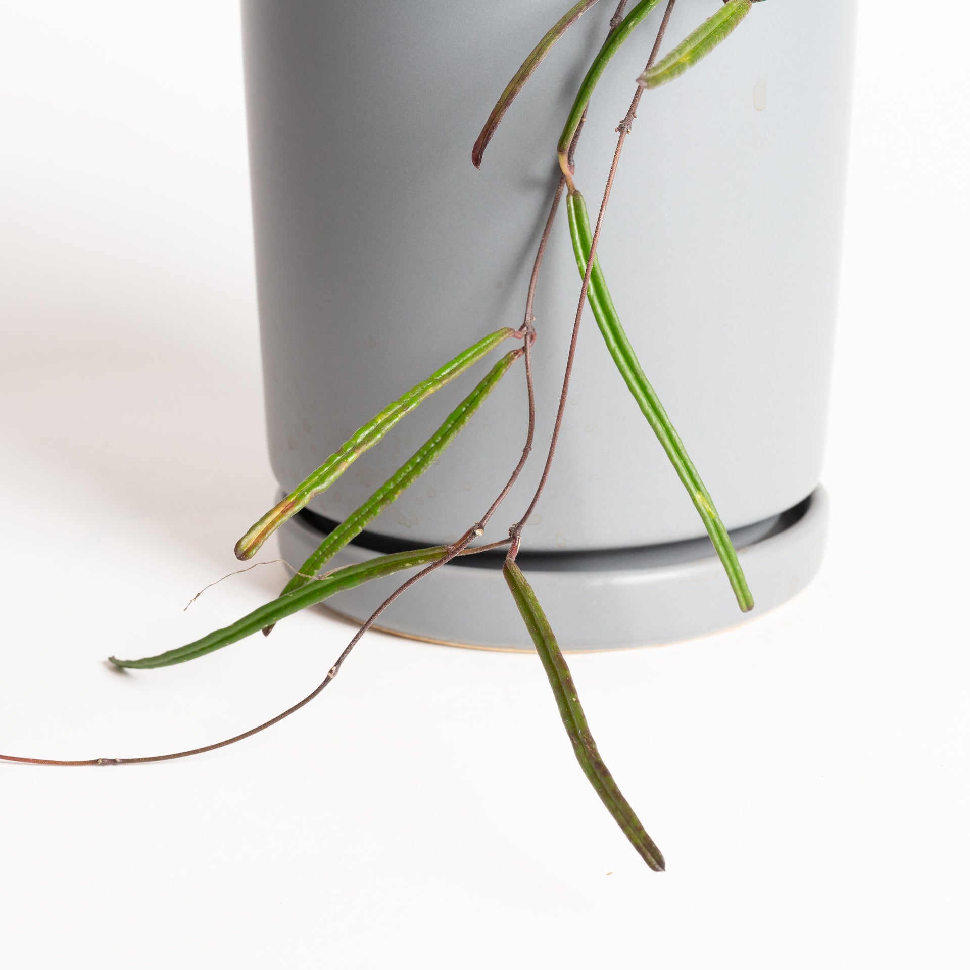 Hoya 'Insularis' 6" - Urban Sprouts