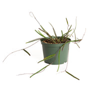 Hoya 'Insularis' 6" - Urban Sprouts