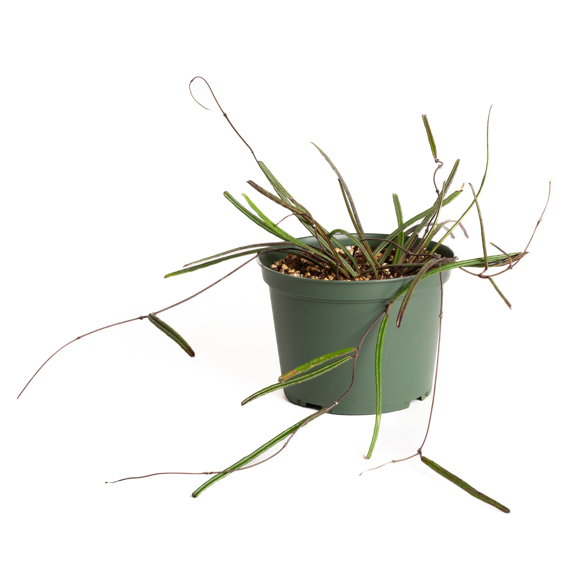 Hoya 'Insularis' 6" - Urban Sprouts