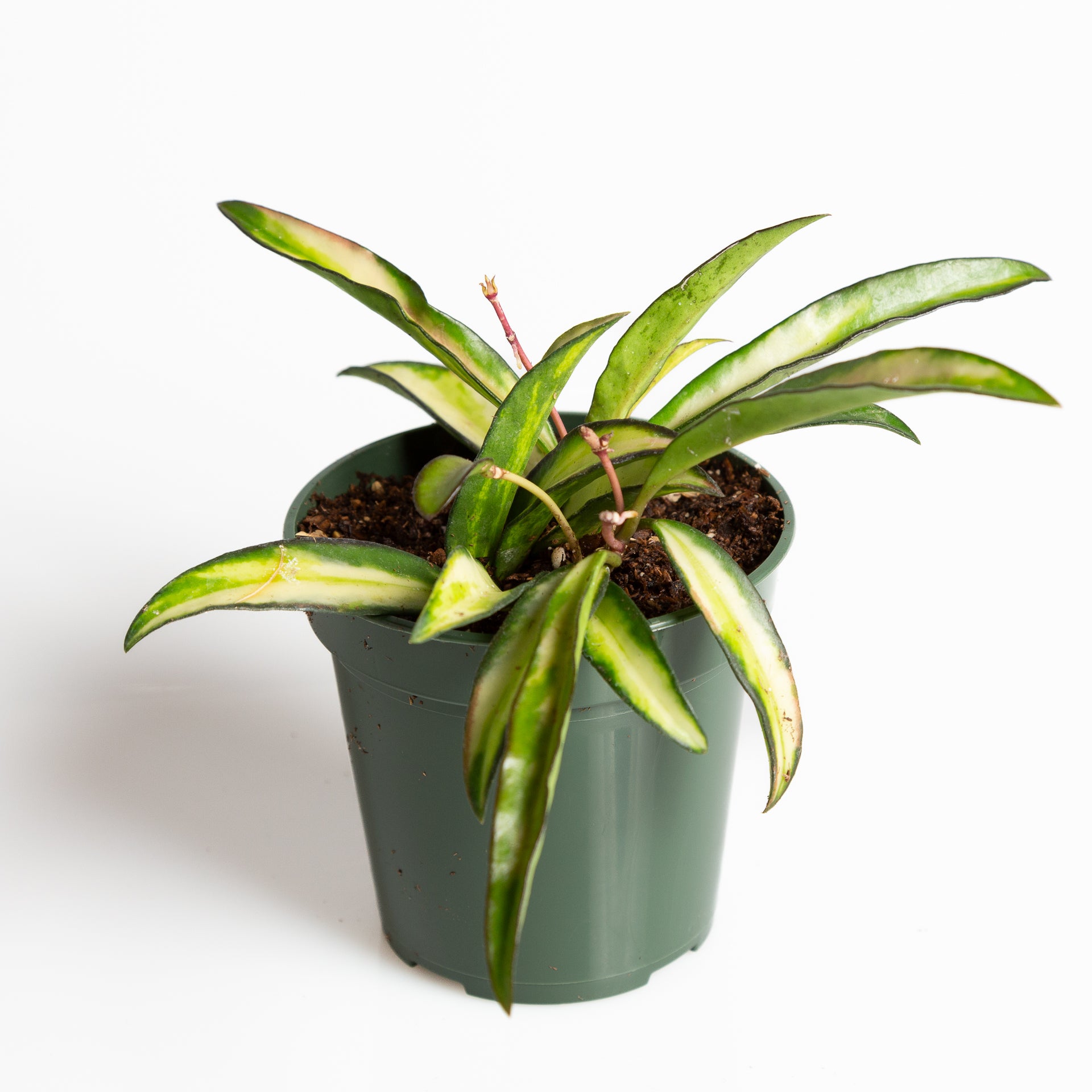 Hoya 'Kentiana' 4" - Urban Sprouts