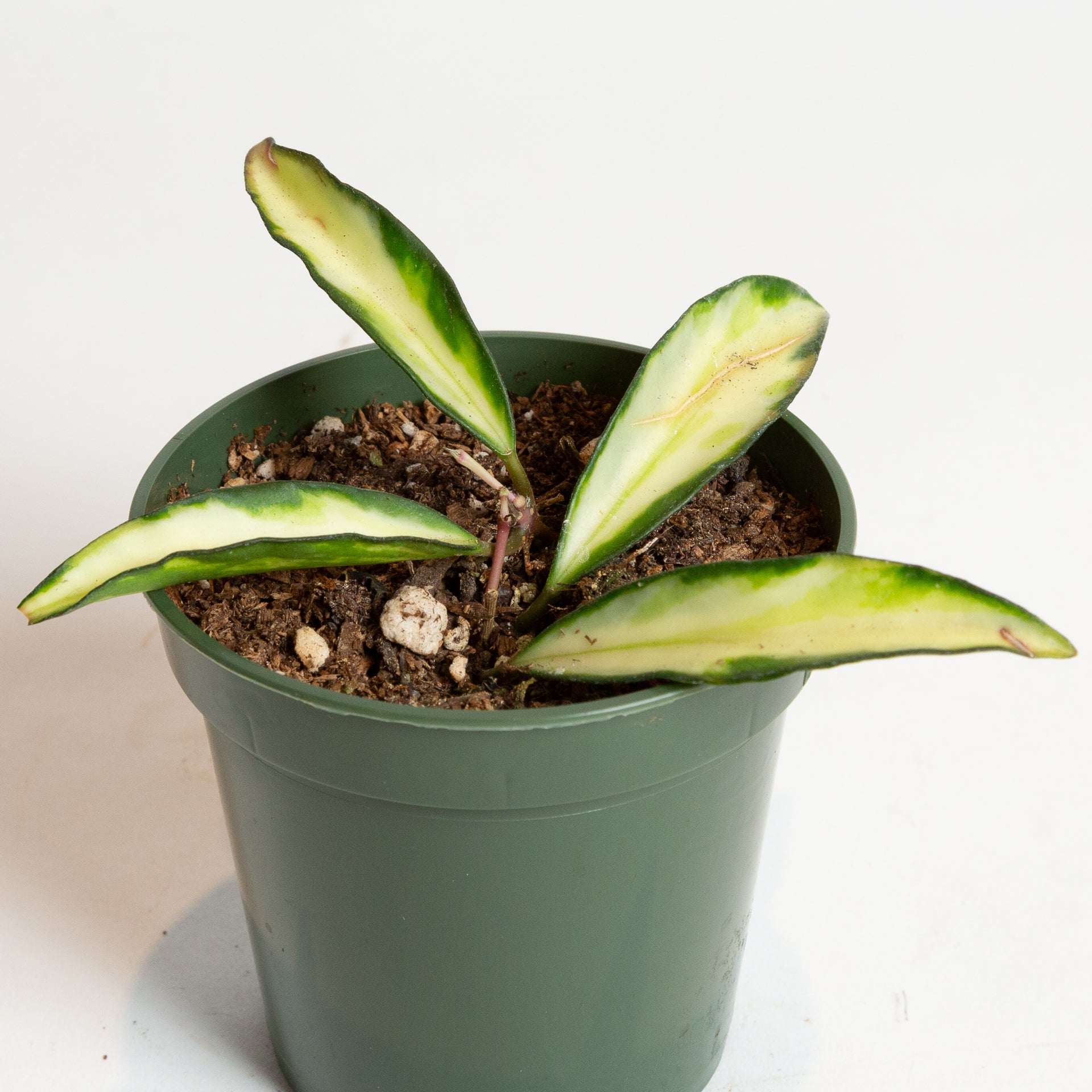 Hoya 'Kentiana' 4" - Urban Sprouts