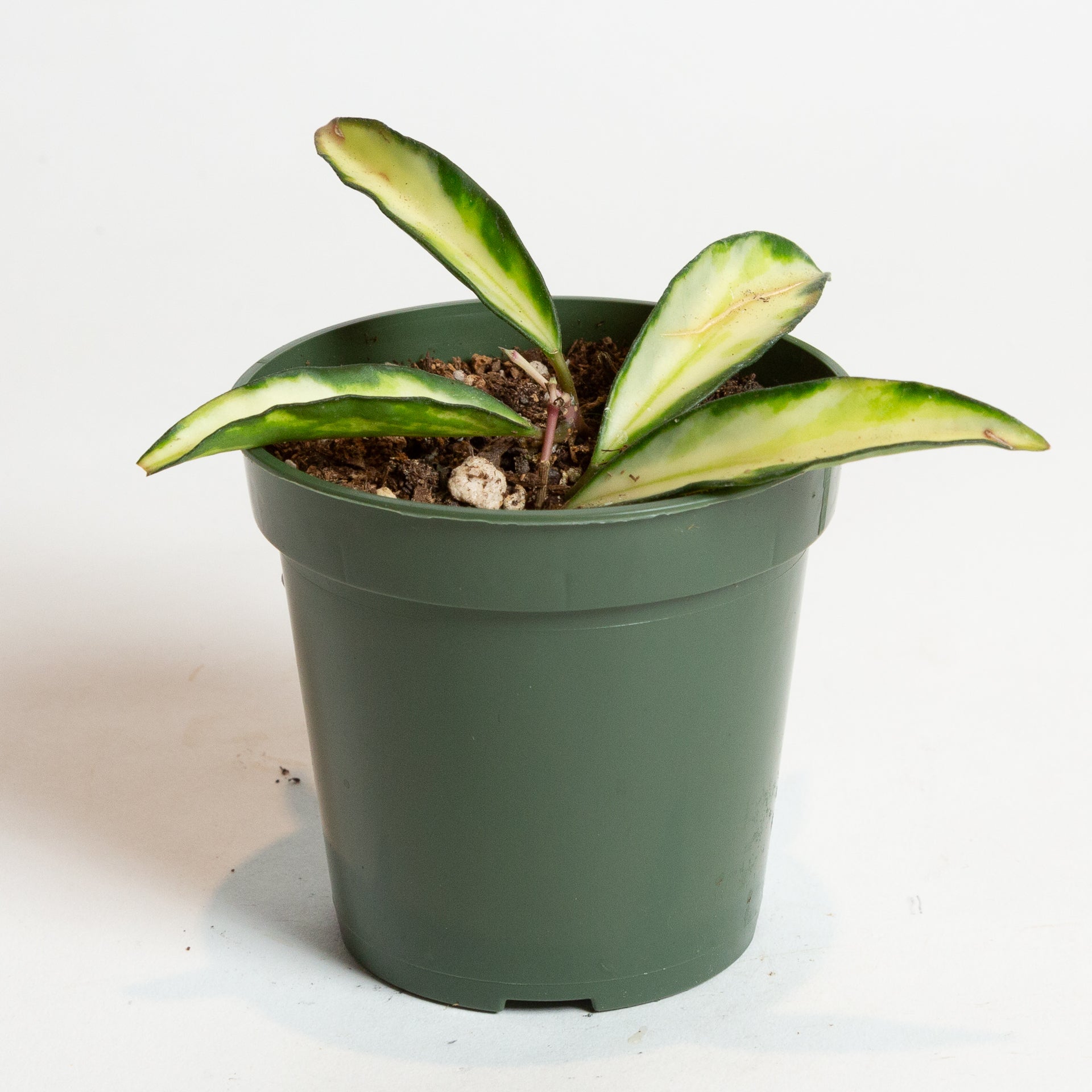 Hoya 'Kentiana' 4" - Urban Sprouts