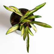 Hoya 'Kentiana' 4" - Urban Sprouts