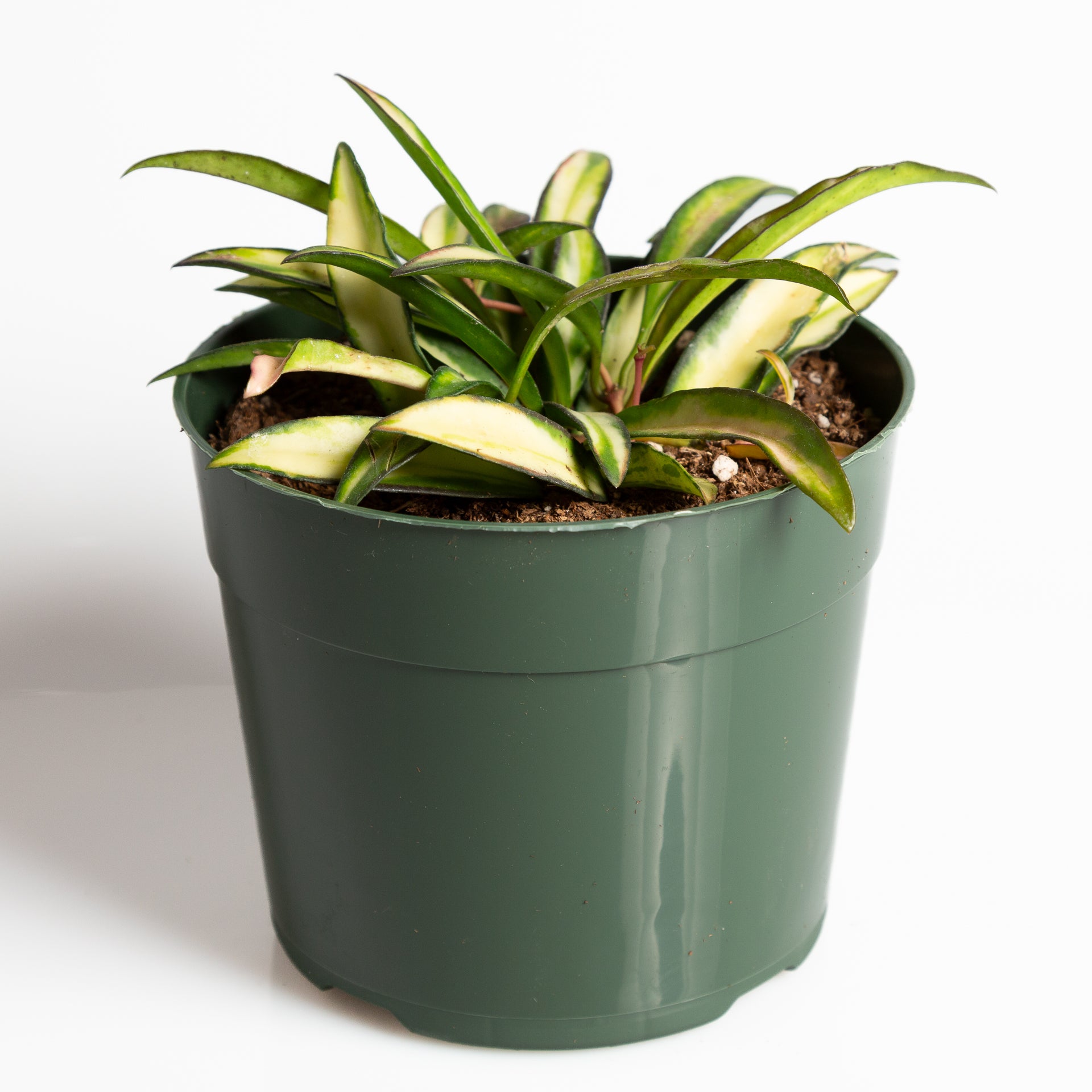 Hoya 'Kentiana' 6" - Urban Sprouts