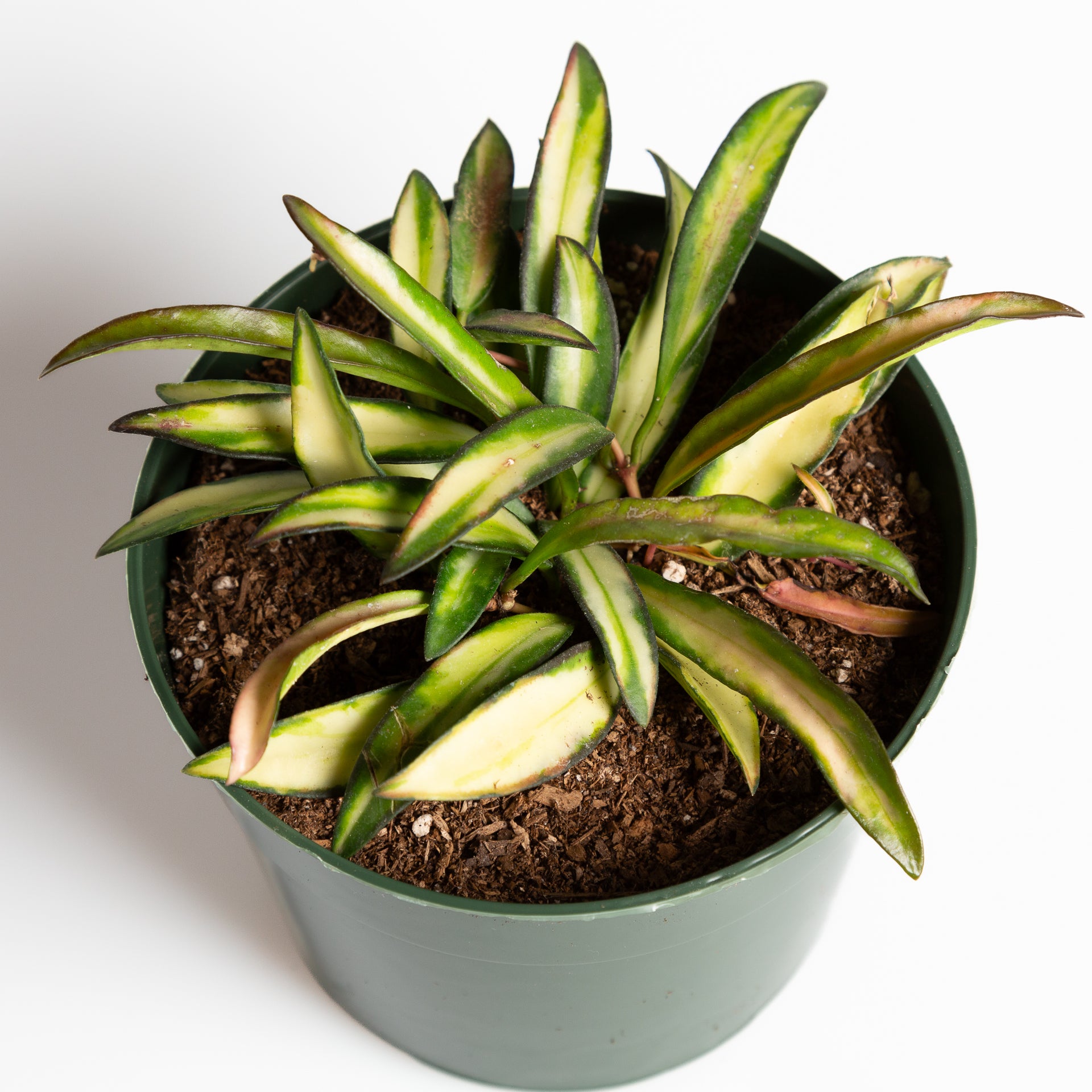 Hoya 'Kentiana' 6" - Urban Sprouts