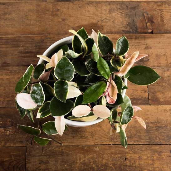 Urban Sprouts Plant Hoya 'Krimson Queen'