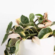 Urban Sprouts Plant 8" in nursery pot Hoya 'Krimson Queen'