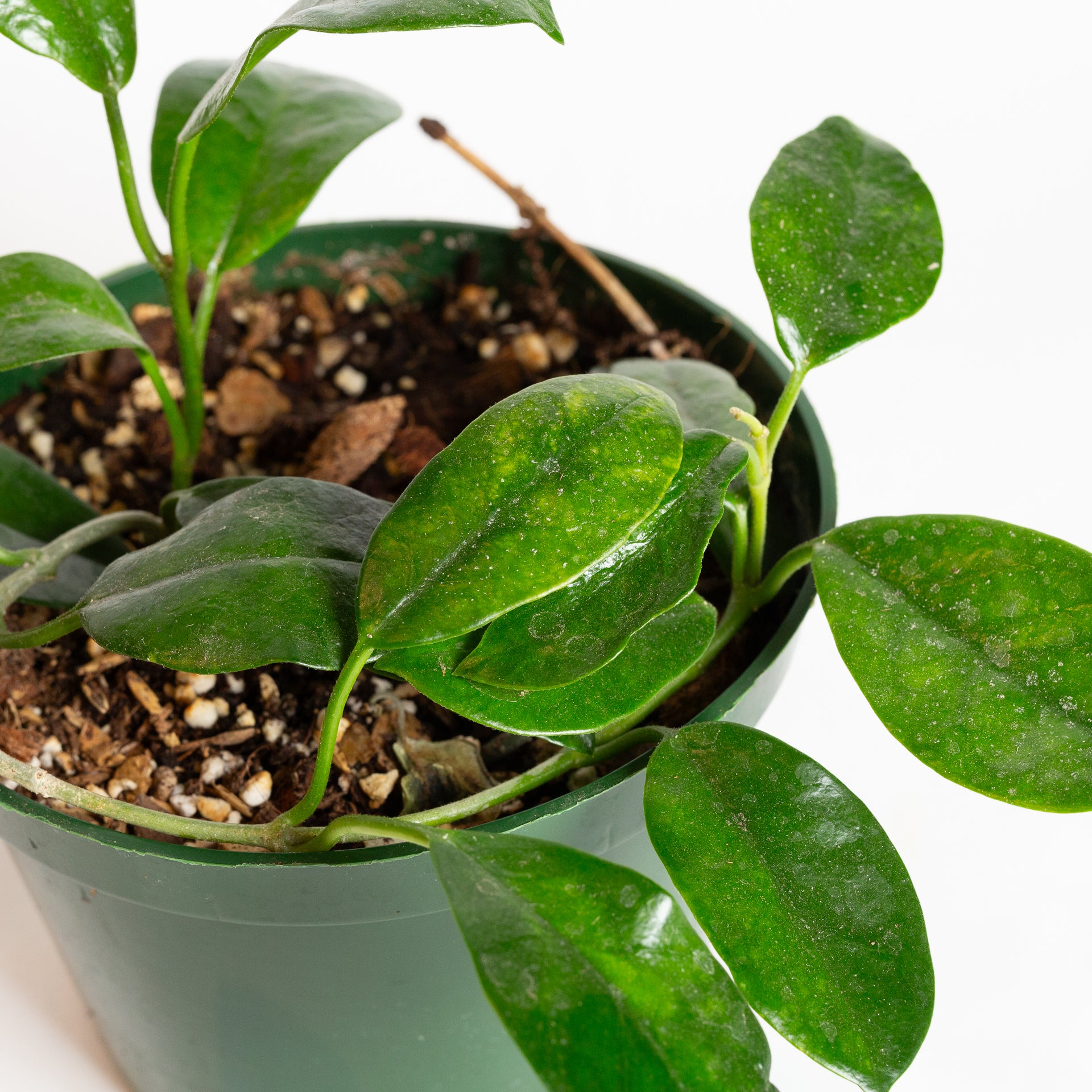 Hoya 'Lisa' 6" - Urban Sprouts