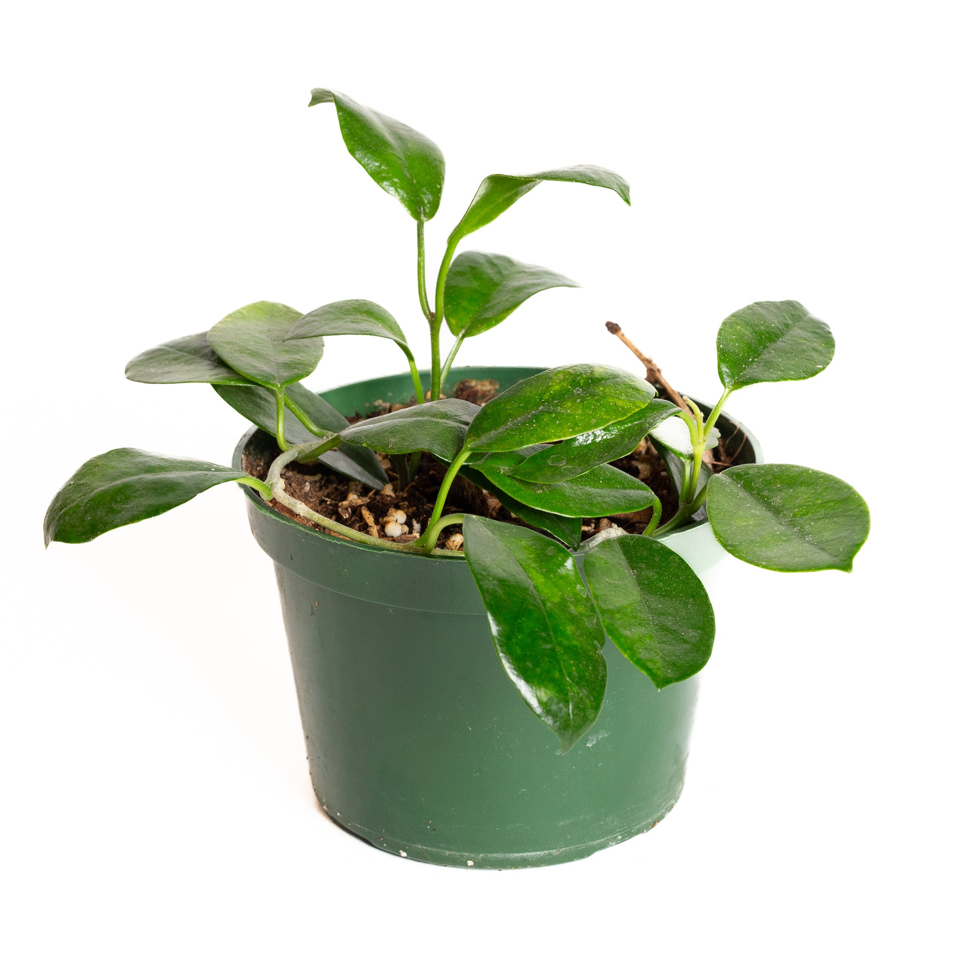 Hoya 'Lisa' 6" - Urban Sprouts
