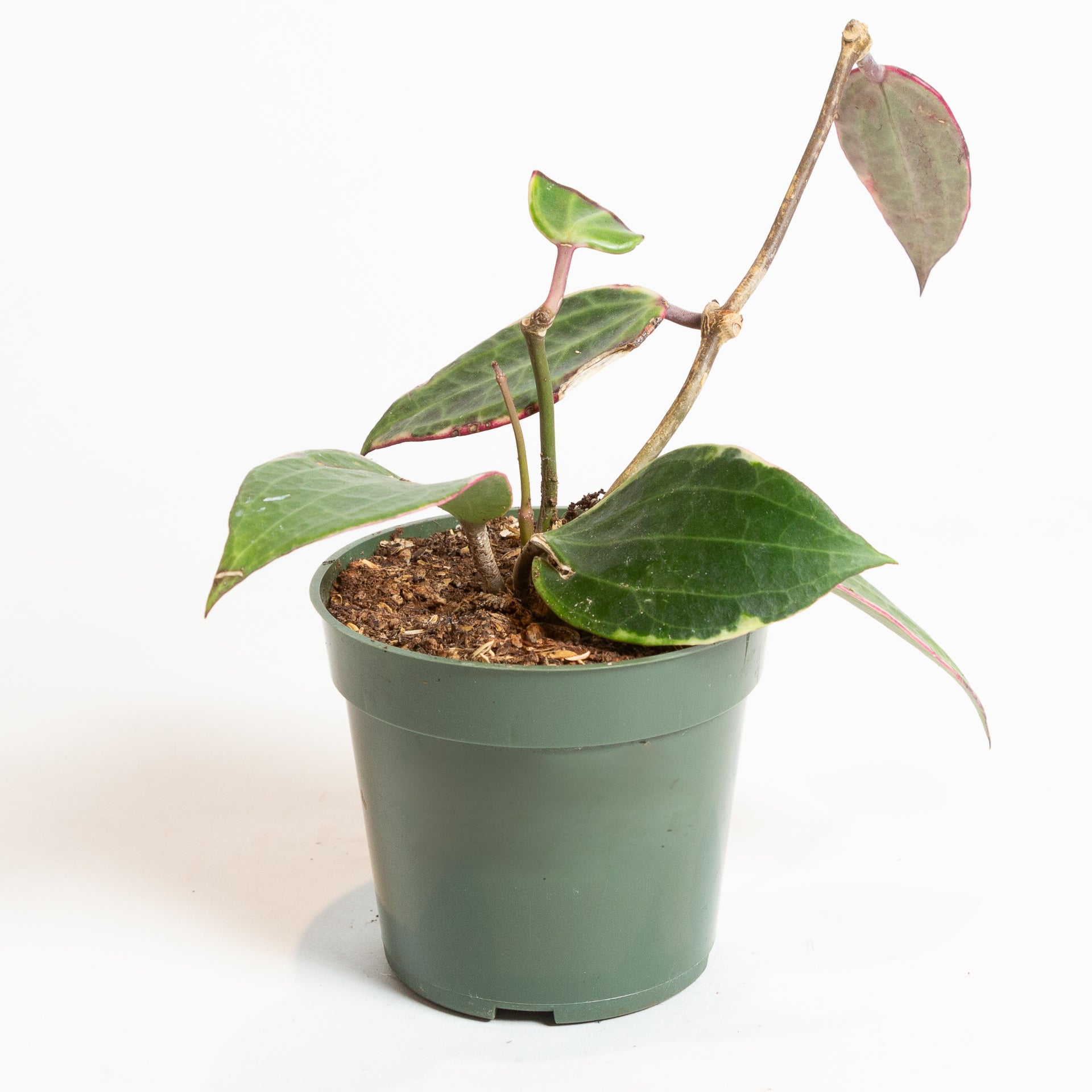 Hoya 'Macrophylla' 4" - Urban Sprouts