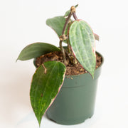 Hoya 'Macrophylla' 4" - Urban Sprouts