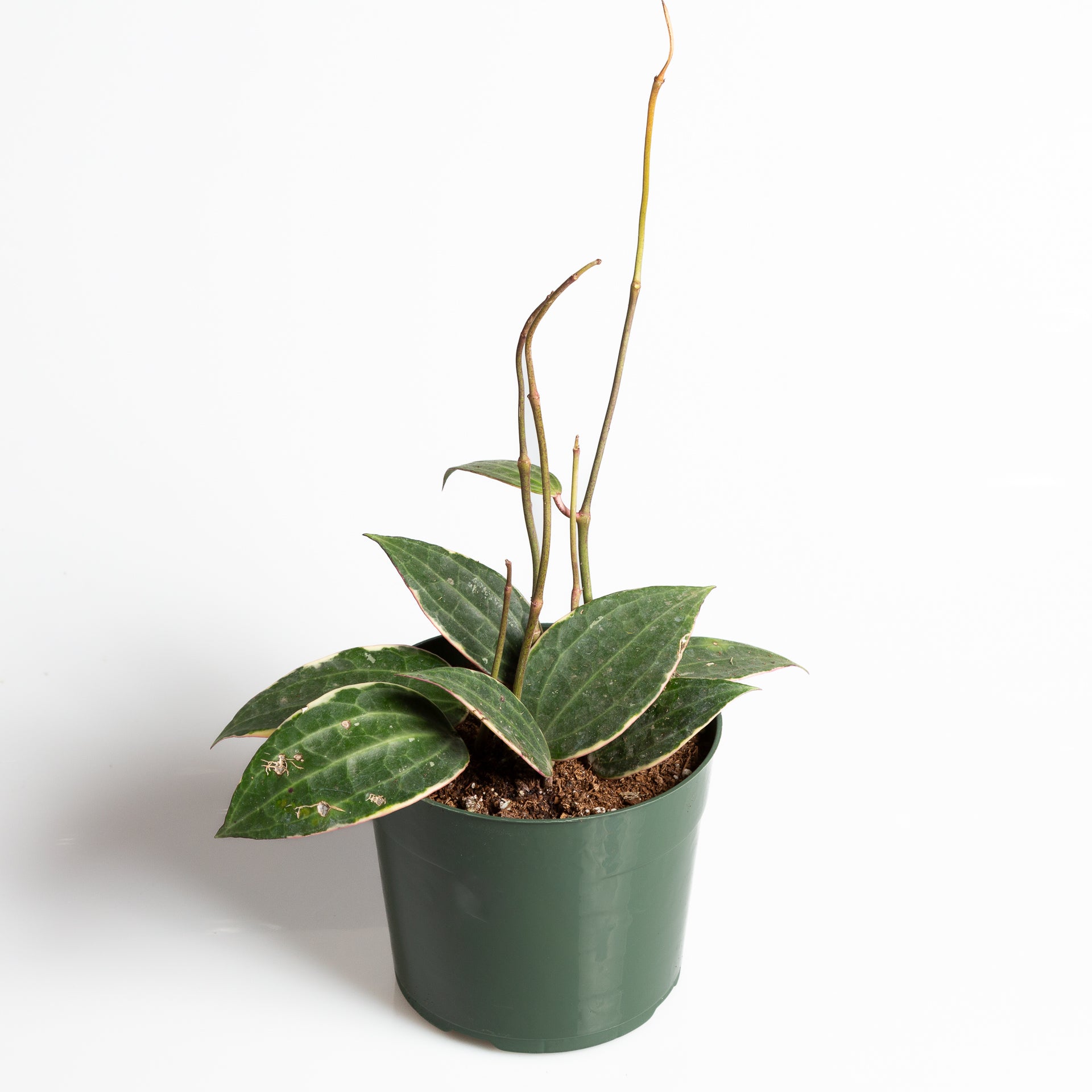 Hoya 'Macrophylla' 6" - Urban Sprouts