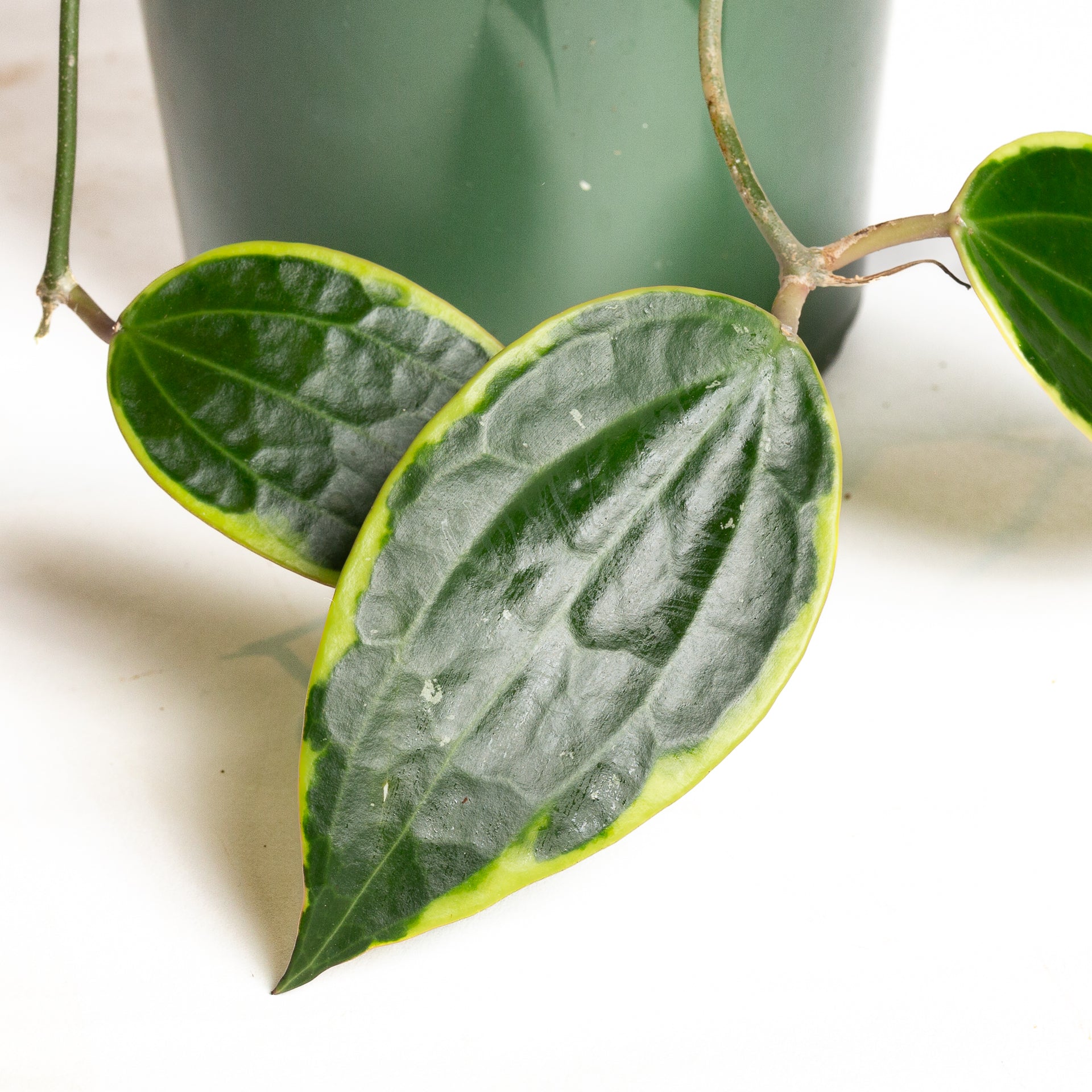 Hoya 'Macrophylla' 6"