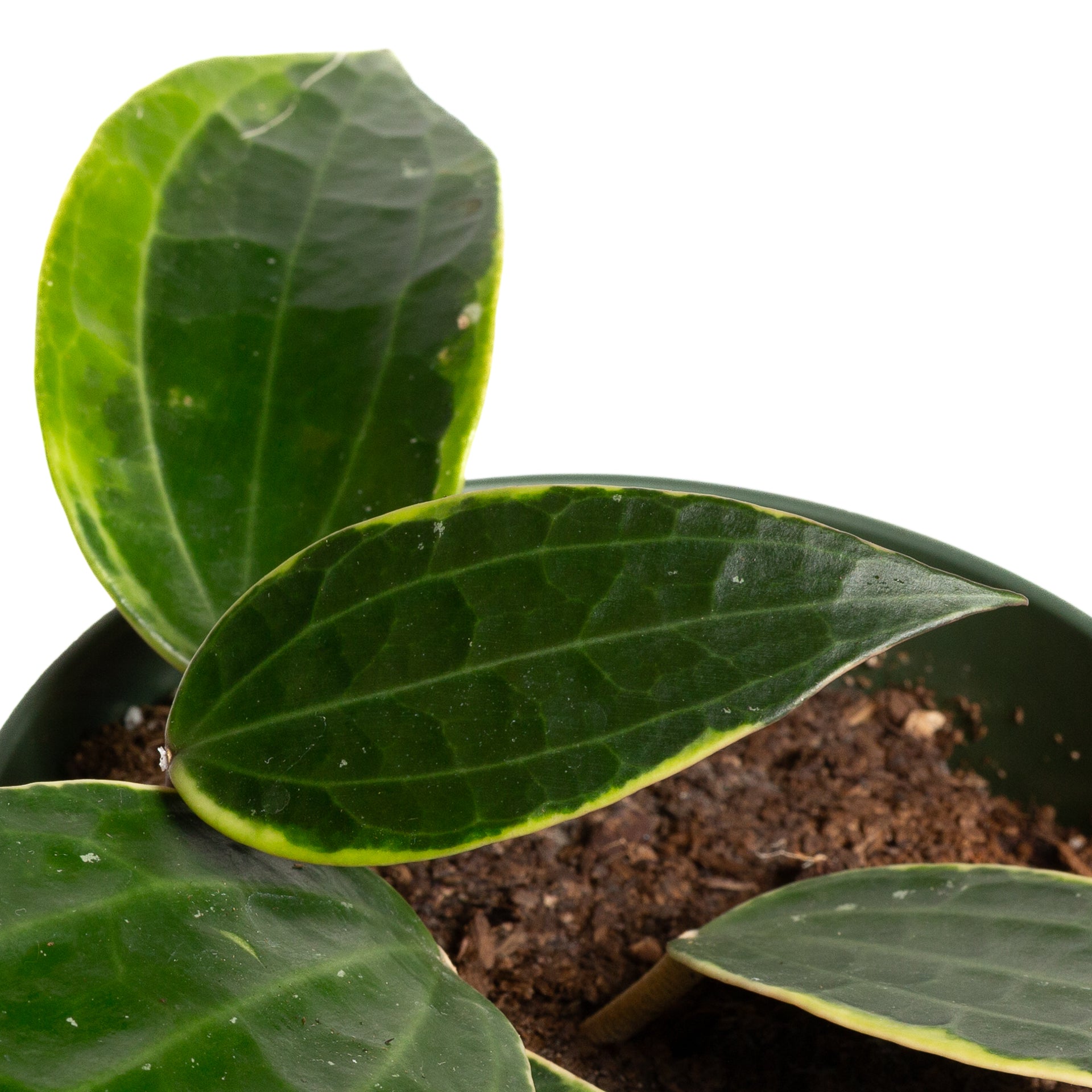 Hoya 'Macrophylla' 6"