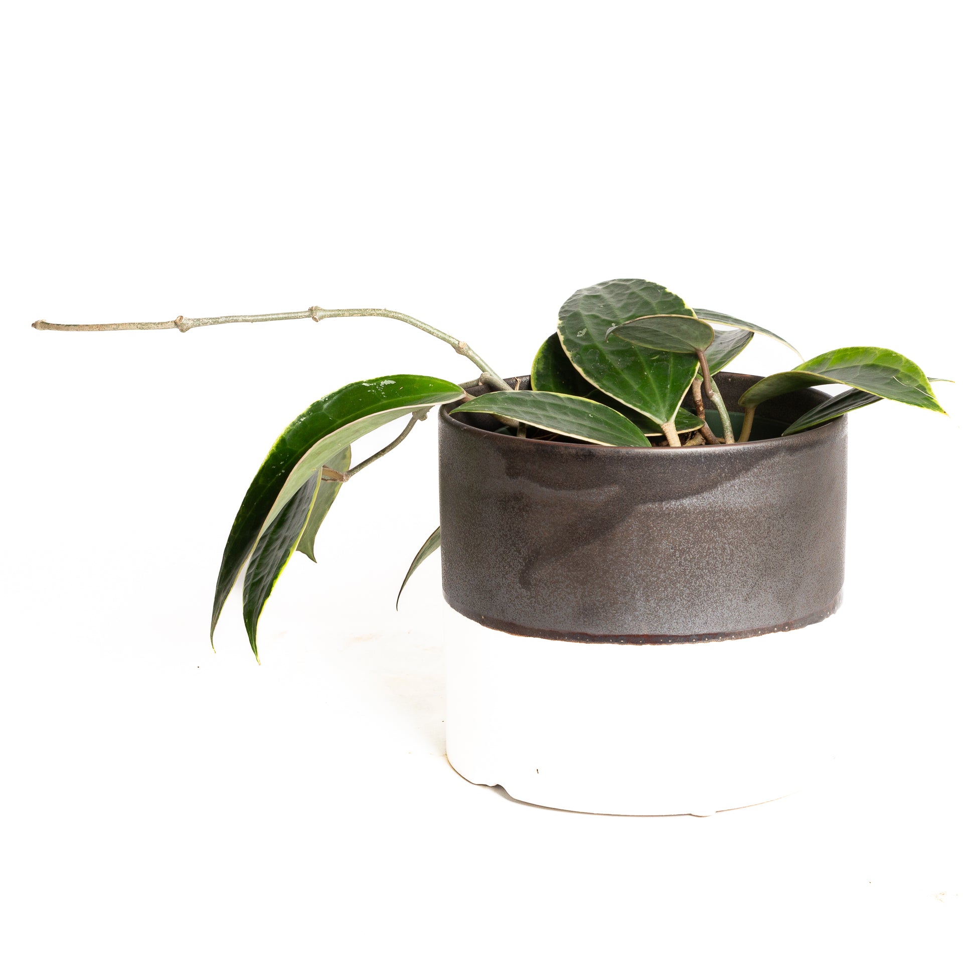 Hoya 'Macrophylla' 6"