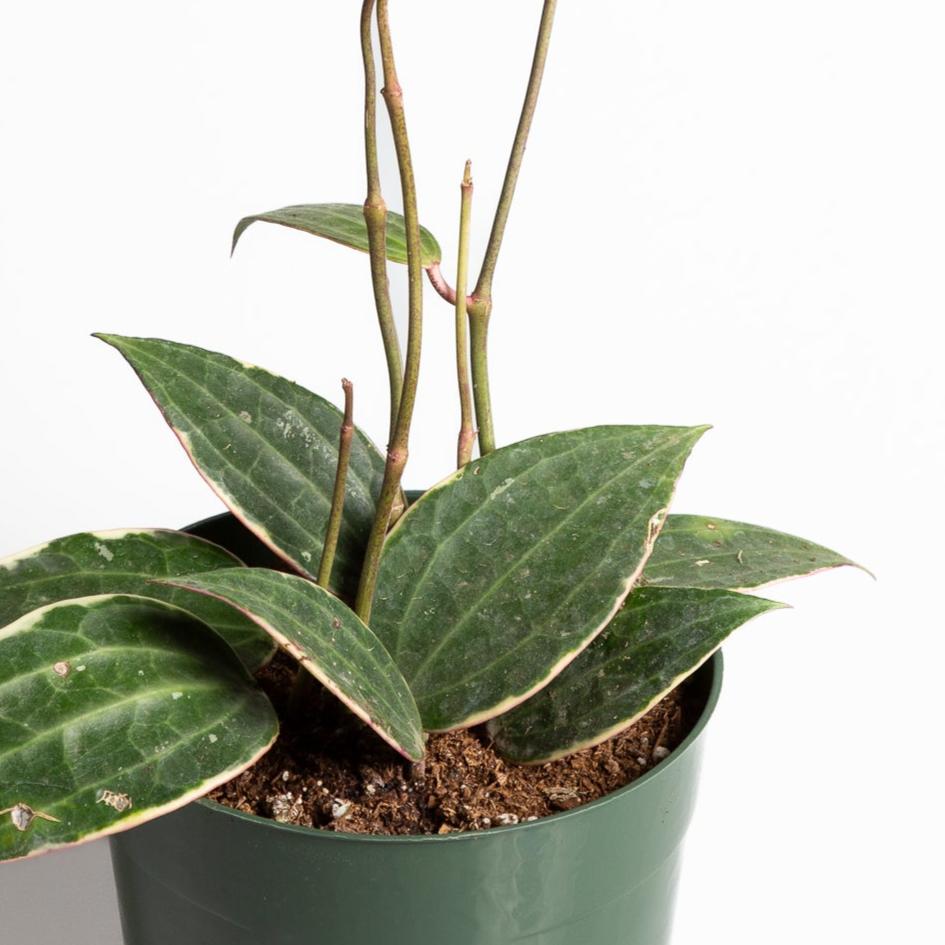 Hoya 'Macrophylla' 6" - Urban Sprouts