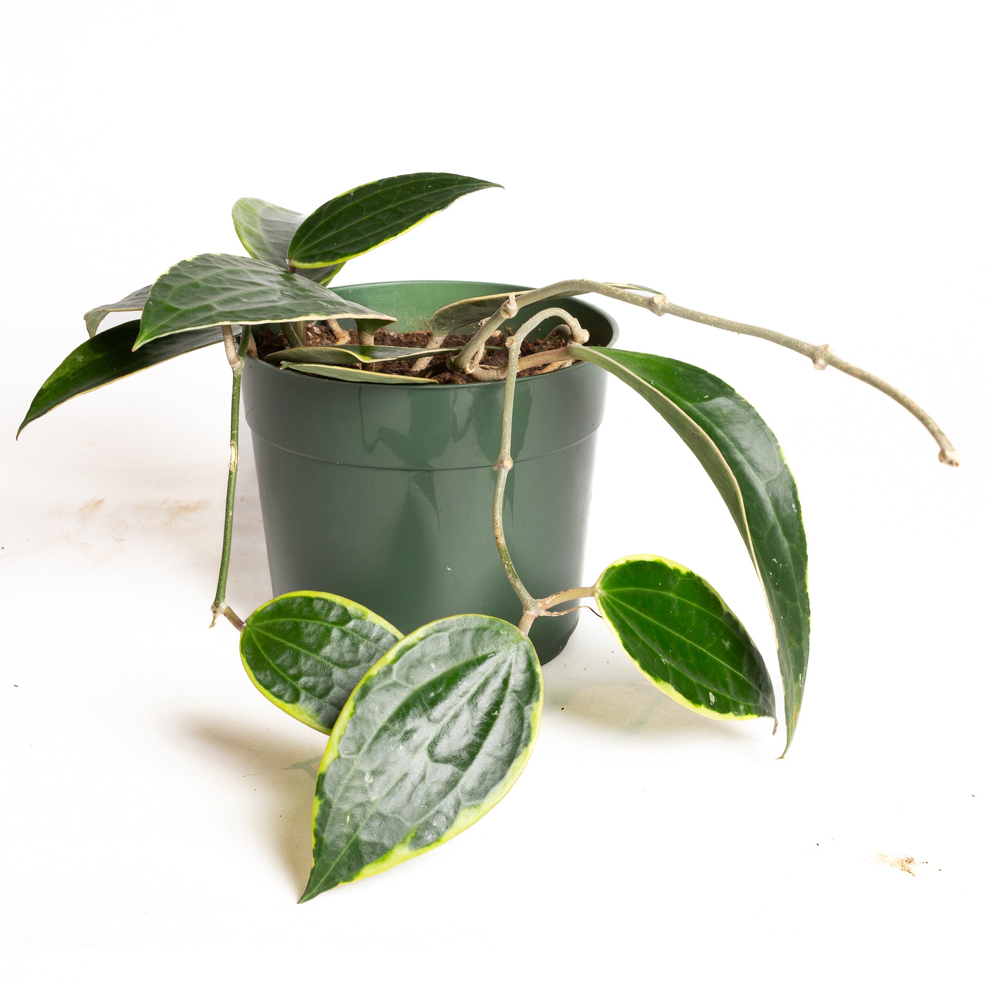 Hoya 'Macrophylla' 6"