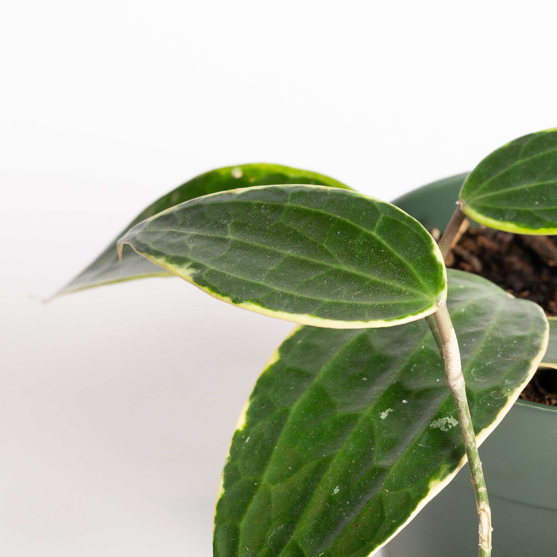 Hoya 'Macrophylla - Latifolia' 6"