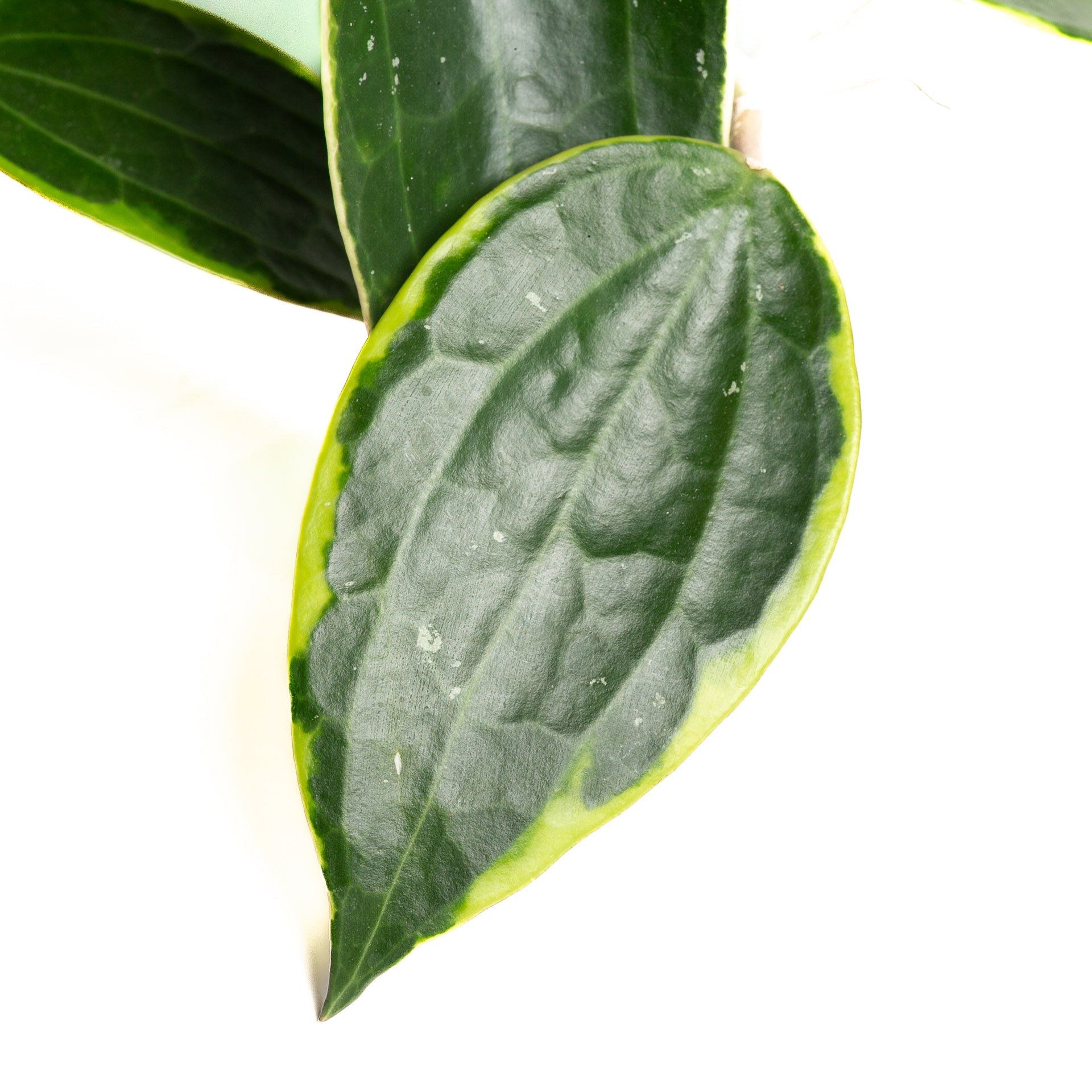 Hoya 'Macrophylla - Latifolia' 6"