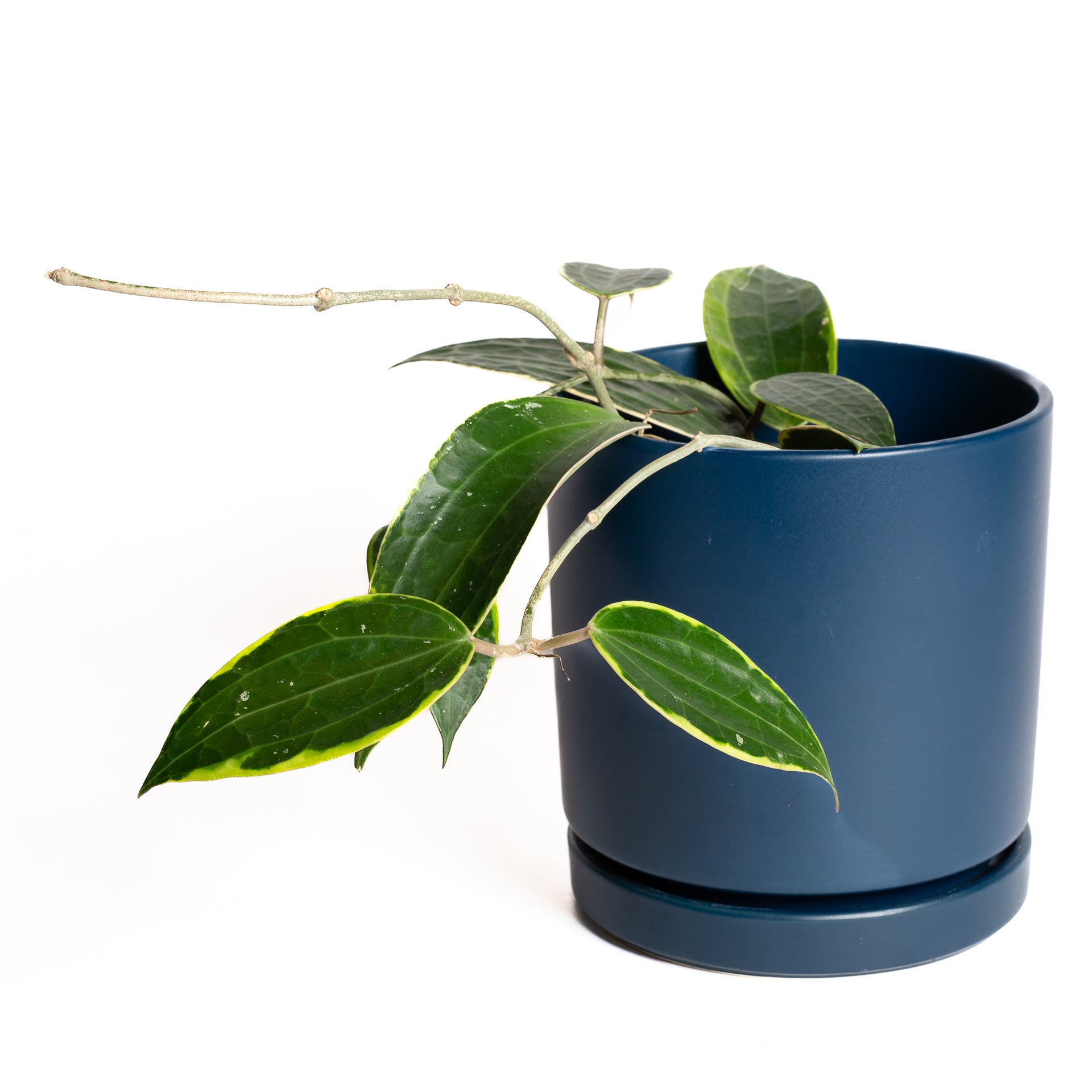 Hoya 'Macrophylla - Latifolia' 6"