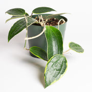 Hoya 'Macrophylla - Latifolia' 6"