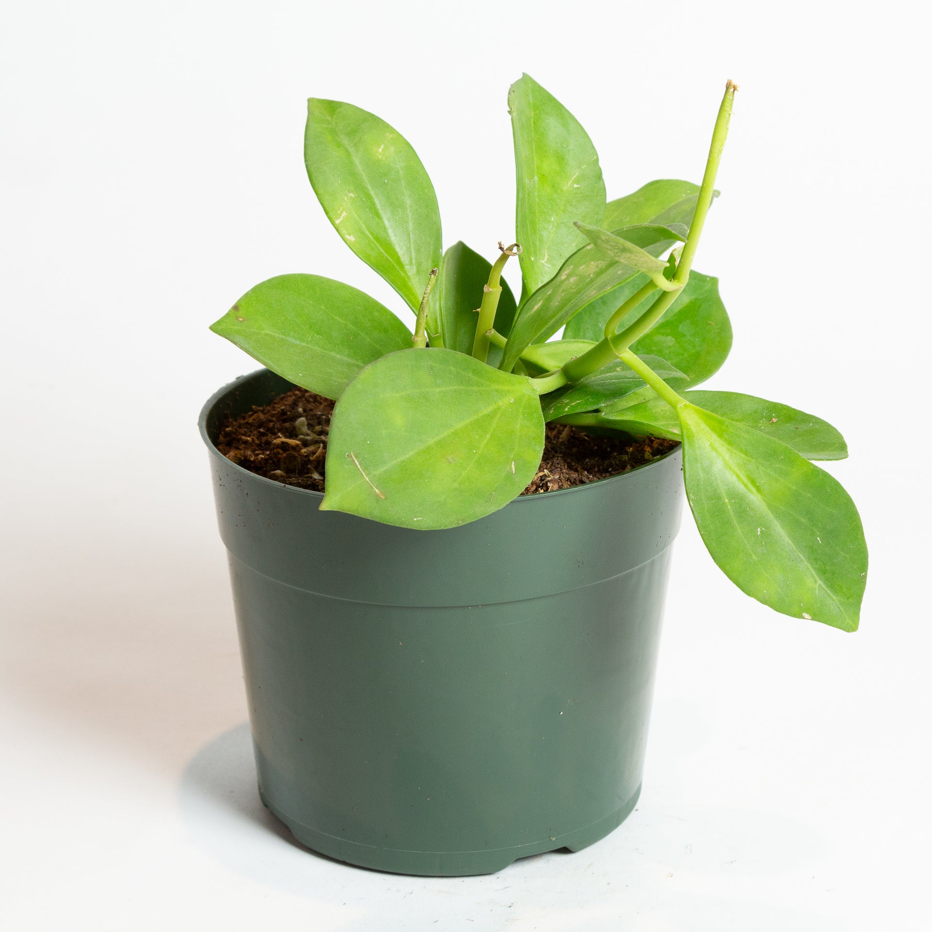 Hoya 'Pachyclada' 6" - Urban Sprouts