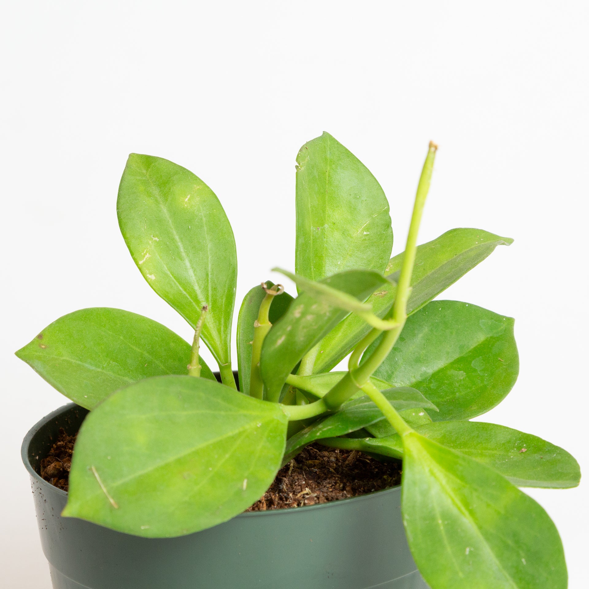 Hoya 'Pachyclada' 6" - Urban Sprouts