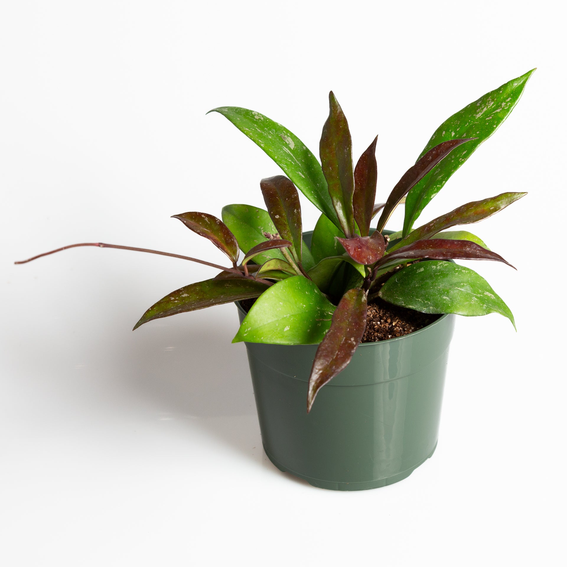 Hoya 'Pubicalyx - Speckled' 6" - Urban Sprouts