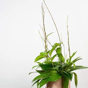 Hoya 'Pubicalyx - Speckled' - Urban Sprouts