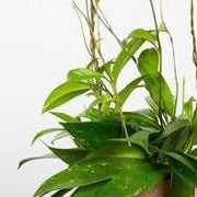 Hoya 'Pubicalyx - Speckled' 8" - Urban Sprouts