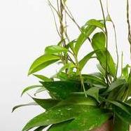 Hoya 'Pubicalyx - Speckled' 8" - Urban Sprouts